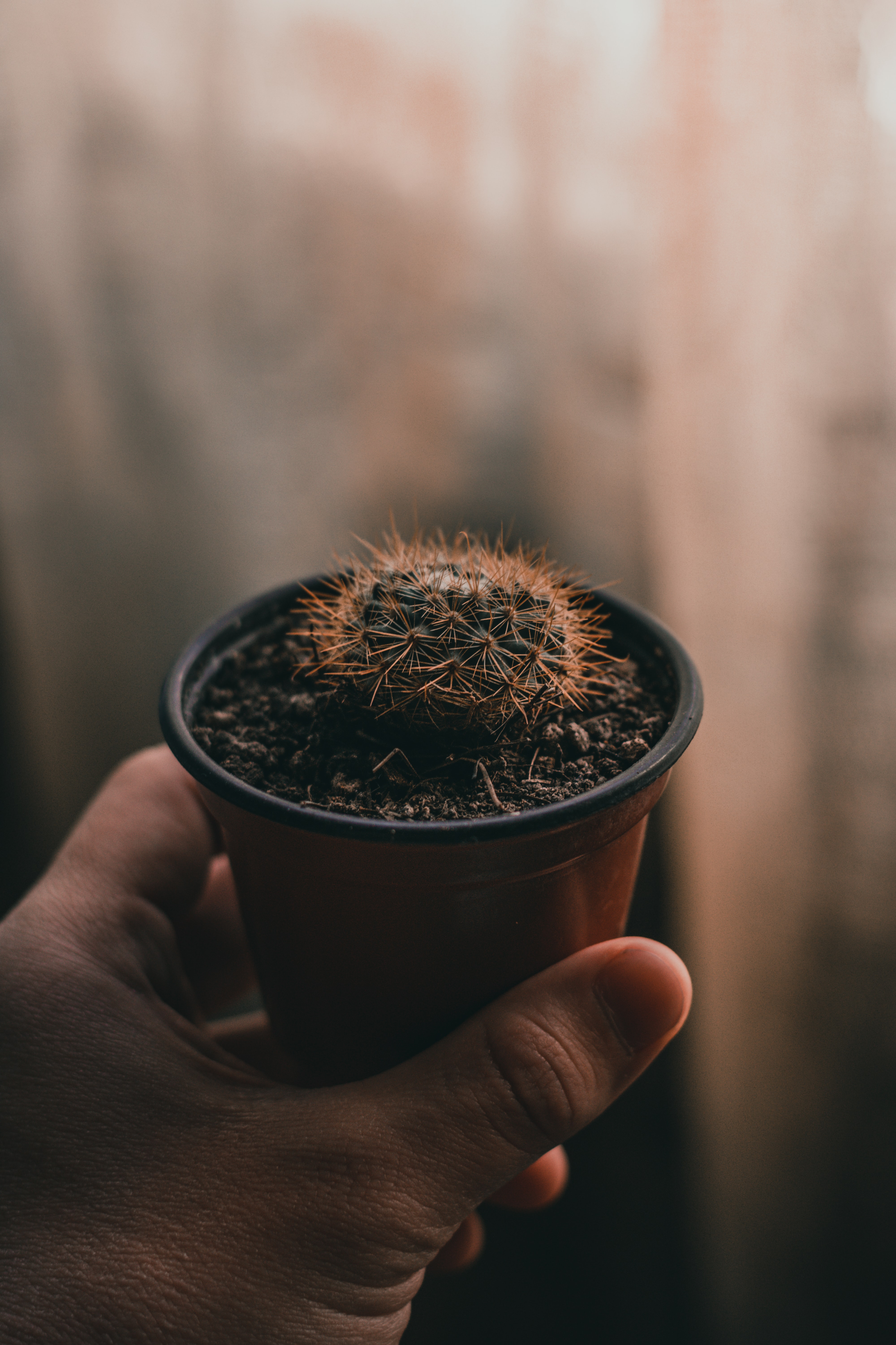cactus, miscellaneous, needle, plant, hand, miscellanea phone background