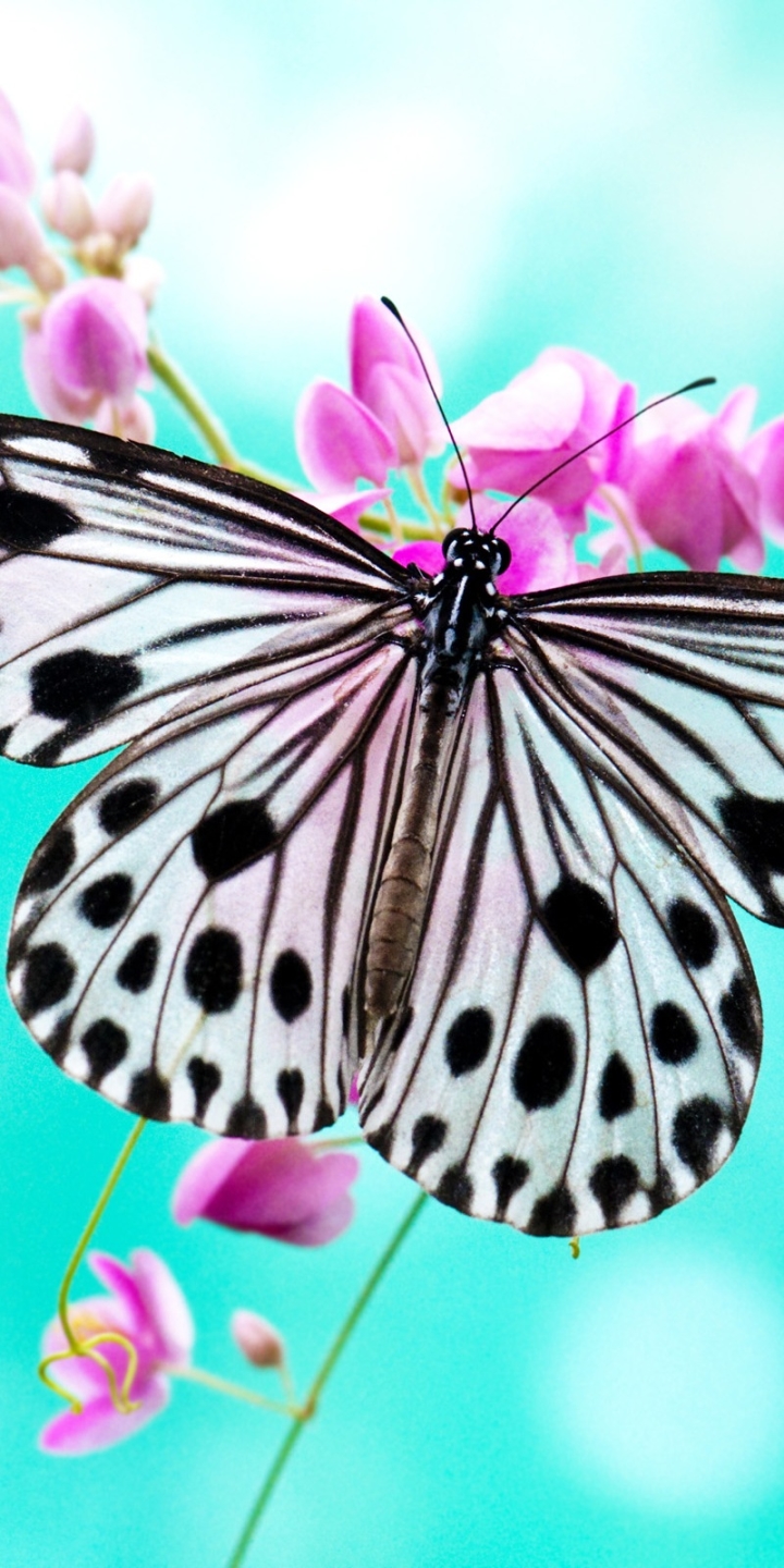 Download mobile wallpaper Butterfly, Animal for free.