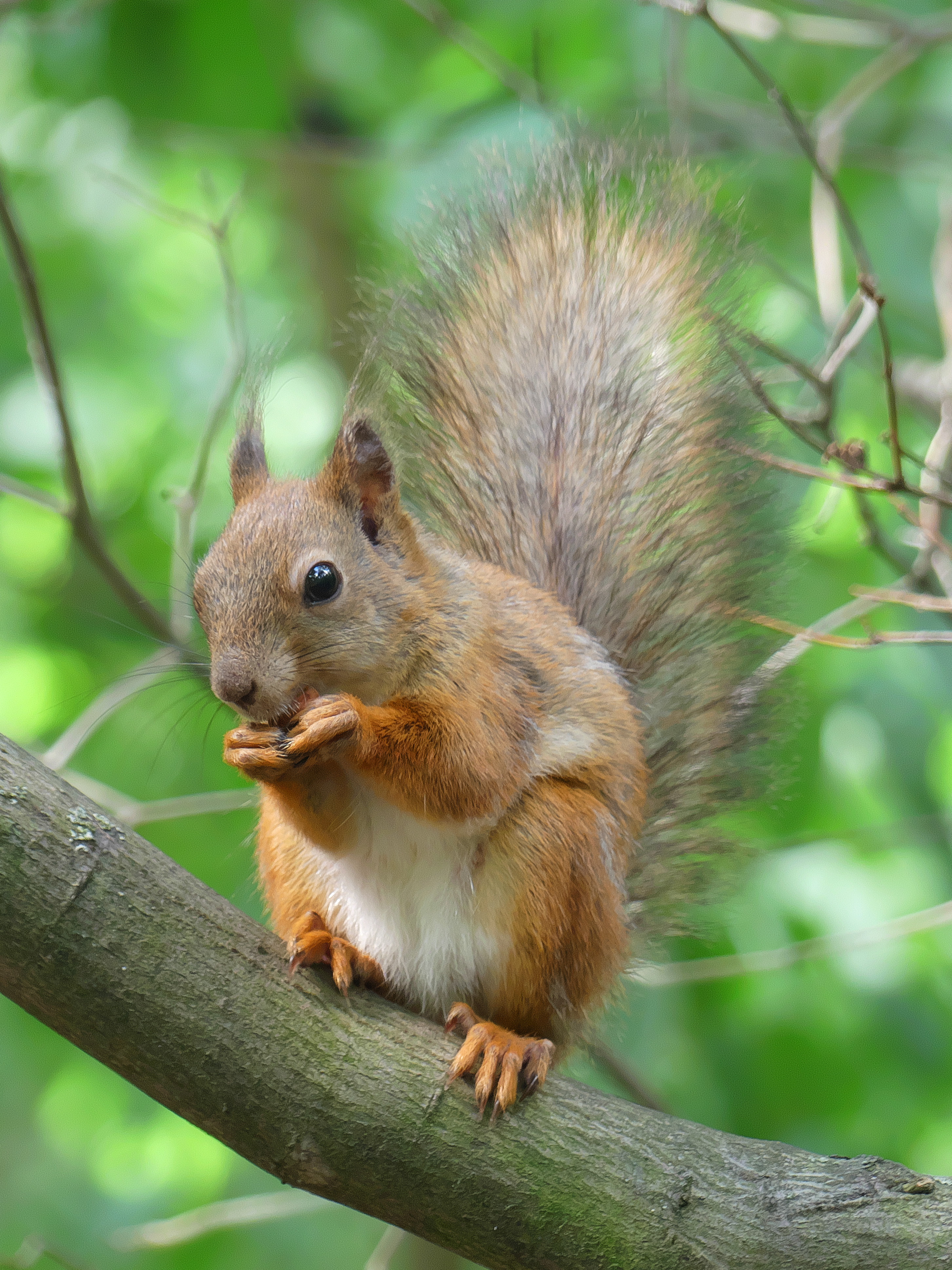 squirrel, animals, wood, fluffy, tree, animal, rodent Full HD