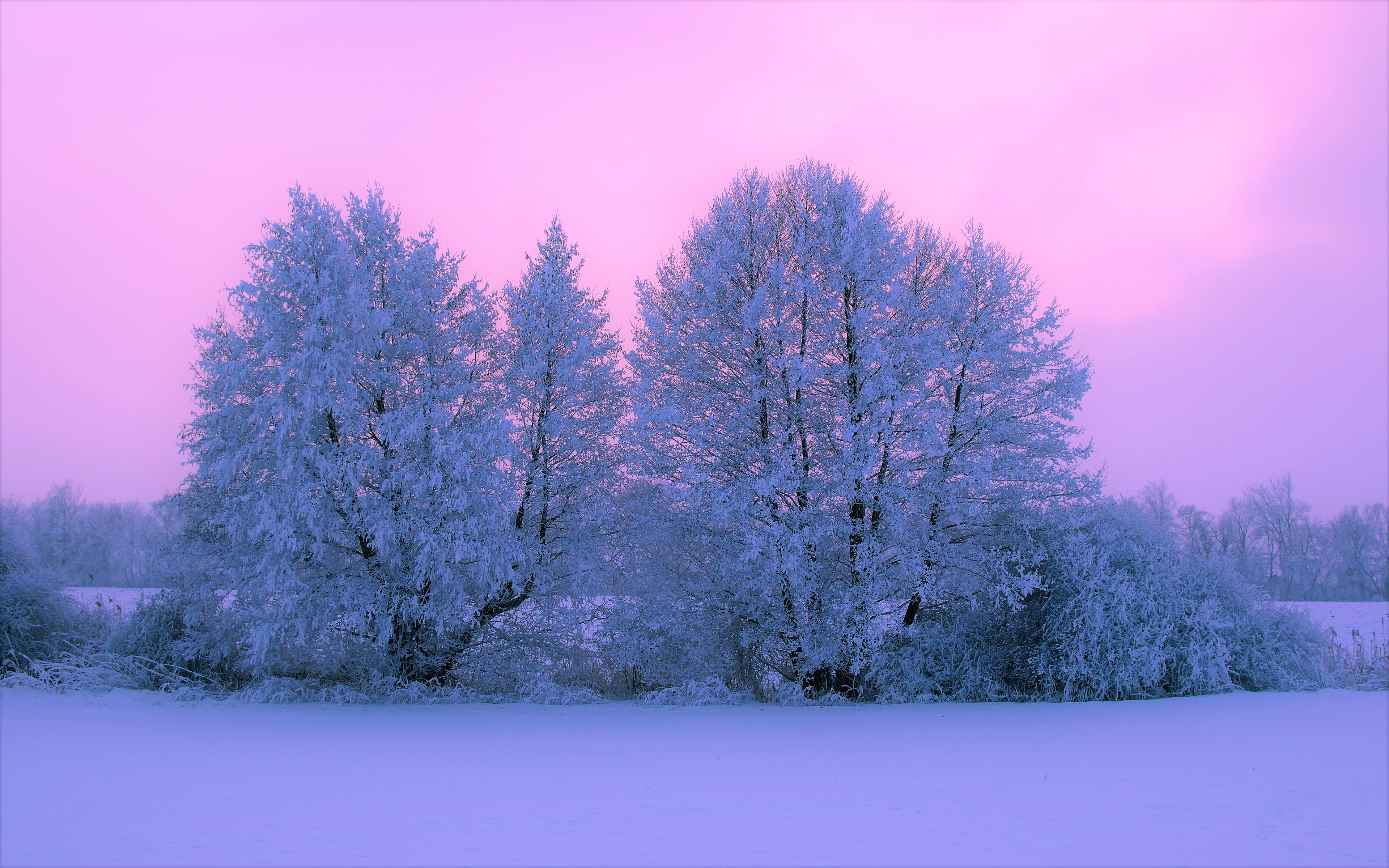 Скачать картинку Зима, Закат, Небо, Облака, Снег, Дерево, Земля/природа, Пинк в телефон бесплатно.