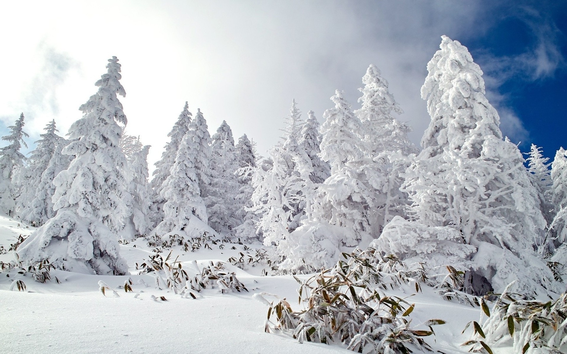 Baixe gratuitamente a imagem Inverno, Árvore, Terra/natureza na área de trabalho do seu PC