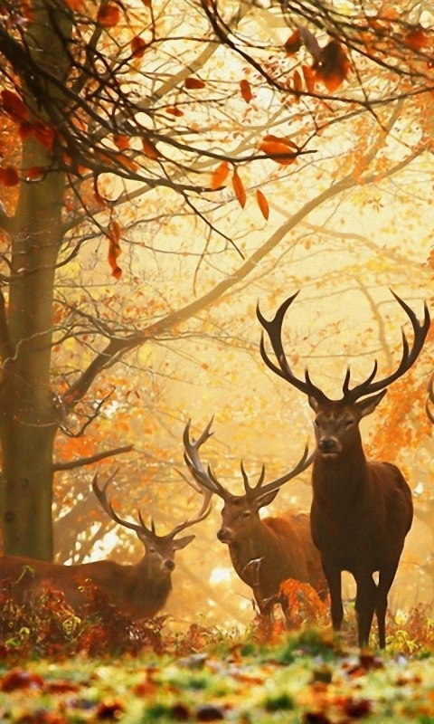 Download mobile wallpaper Fall, Animal, Elk for free.