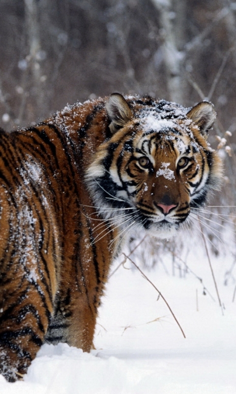 Скачать картинку Животные, Зима, Снег, Тигр, Кошки в телефон бесплатно.