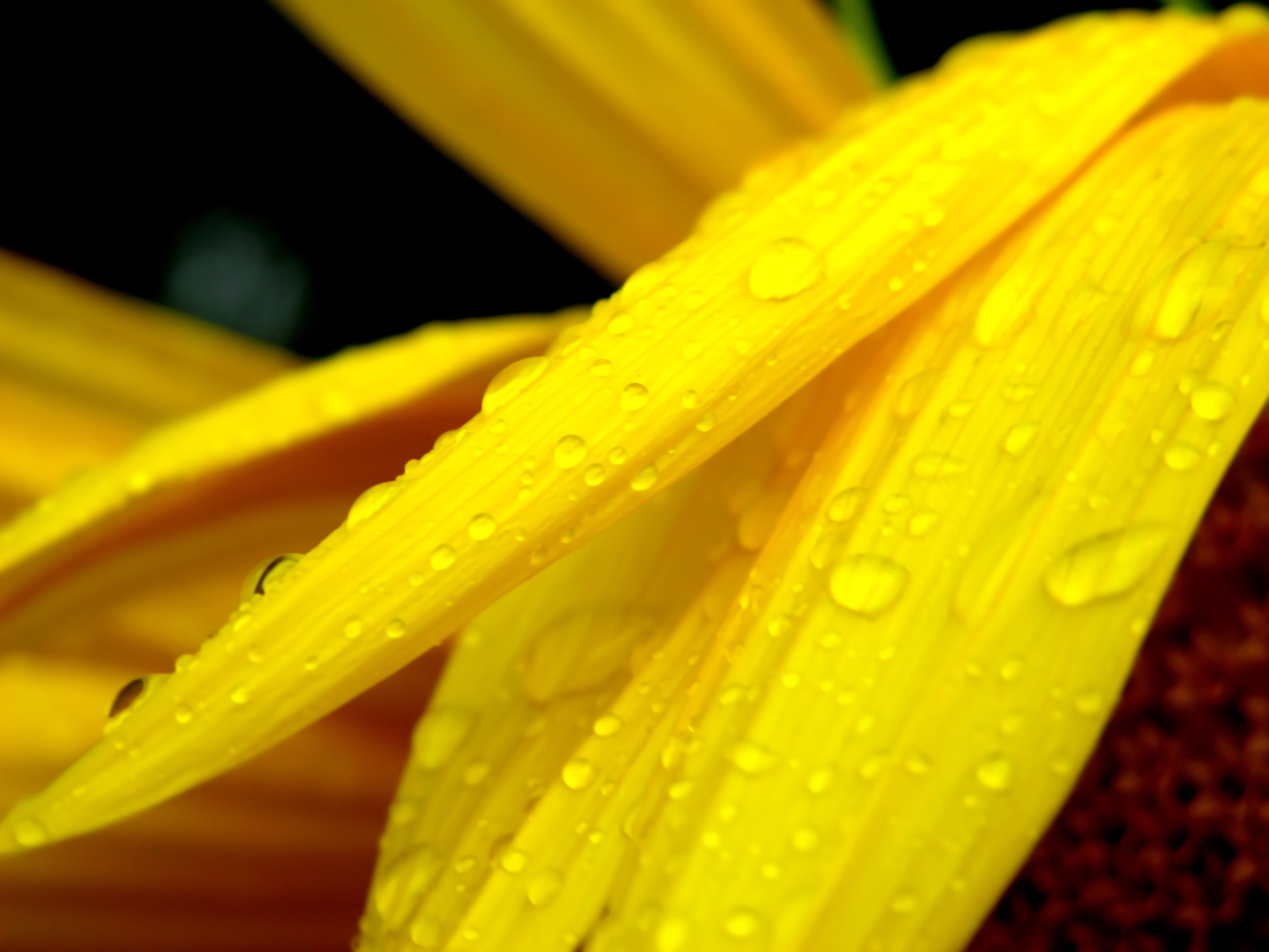 Laden Sie das Wassertropfen, Erde/natur-Bild kostenlos auf Ihren PC-Desktop herunter