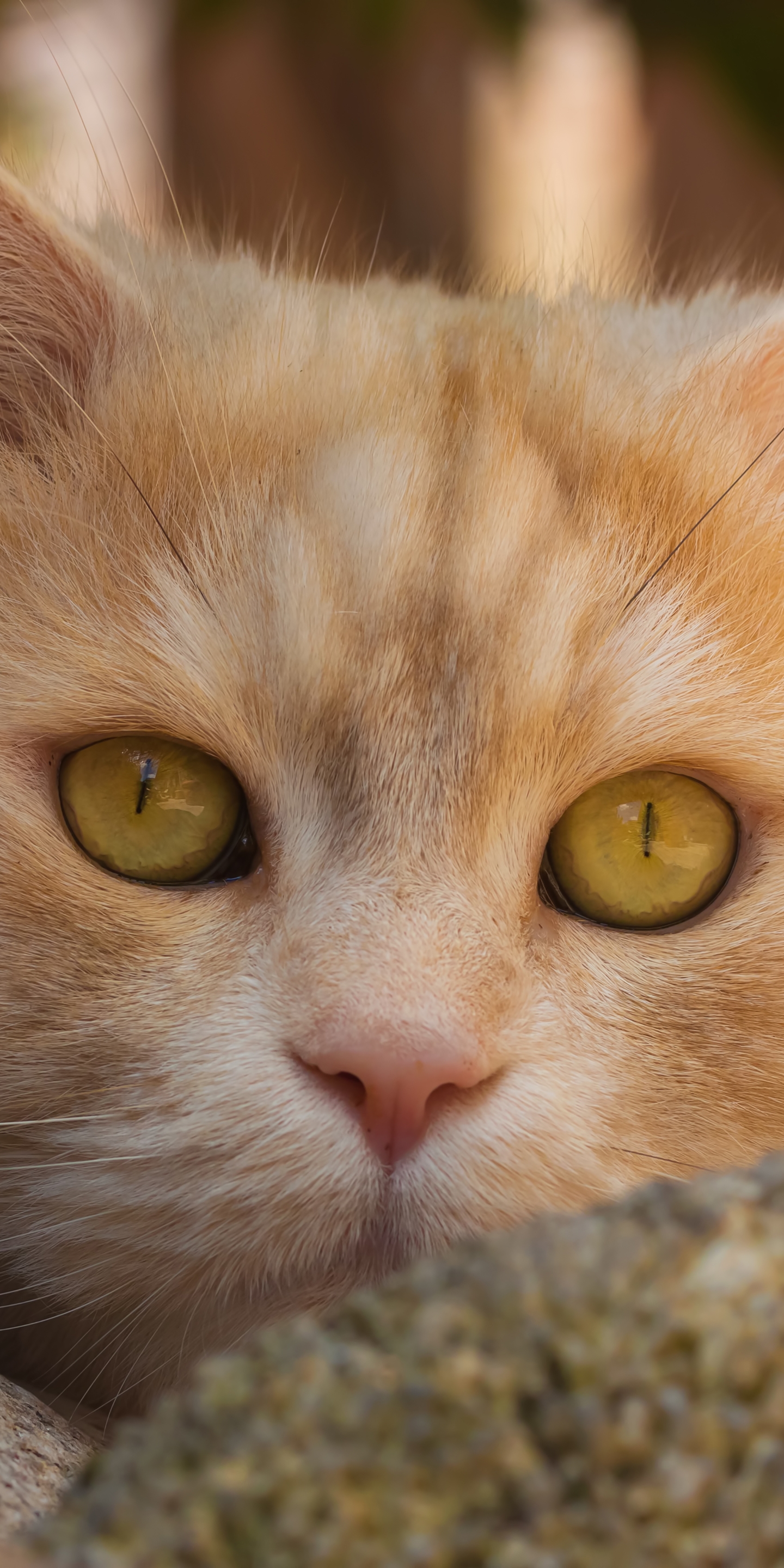 Free download wallpaper Cats, Cat, Close Up, Animal, Stare on your PC desktop