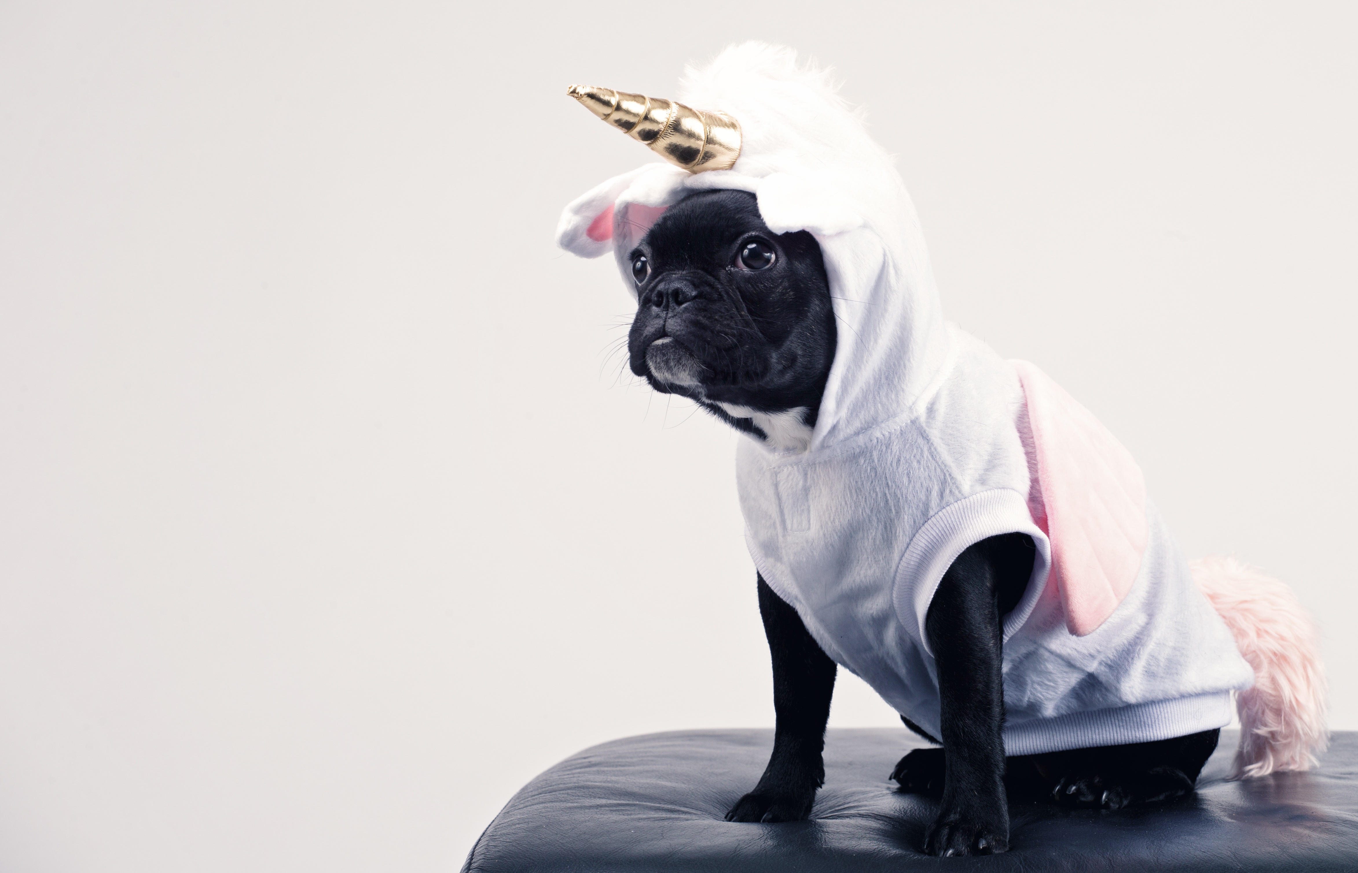 Download mobile wallpaper Dogs, Dog, Animal, Unicorn, French Bulldog, Costume for free.