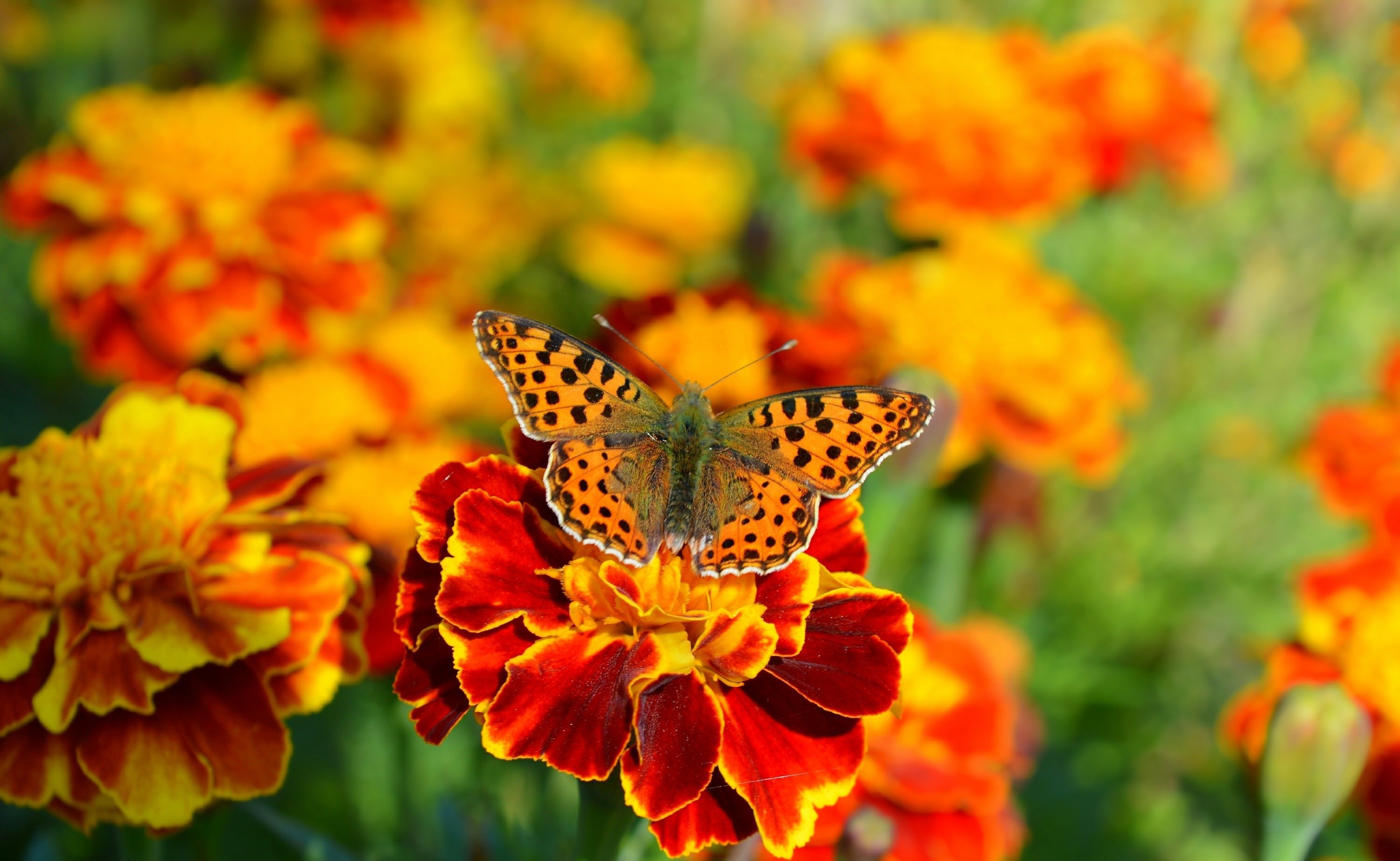 900789 скачать обои животные, бабочка, цветок, макро, бархатцы, оранжевый цветок - заставки и картинки бесплатно