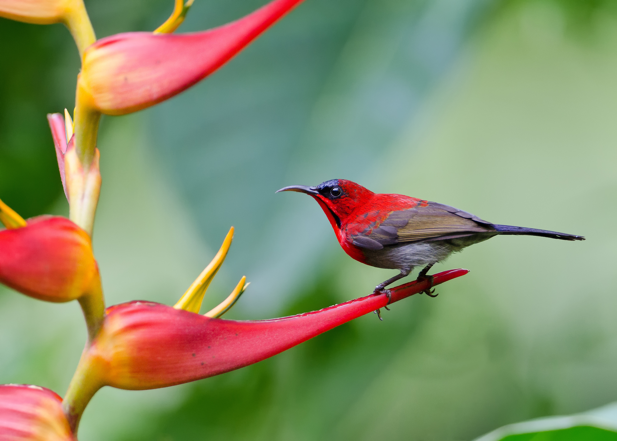 Baixar papel de parede para celular de Pássaro, Aves, Animais gratuito.