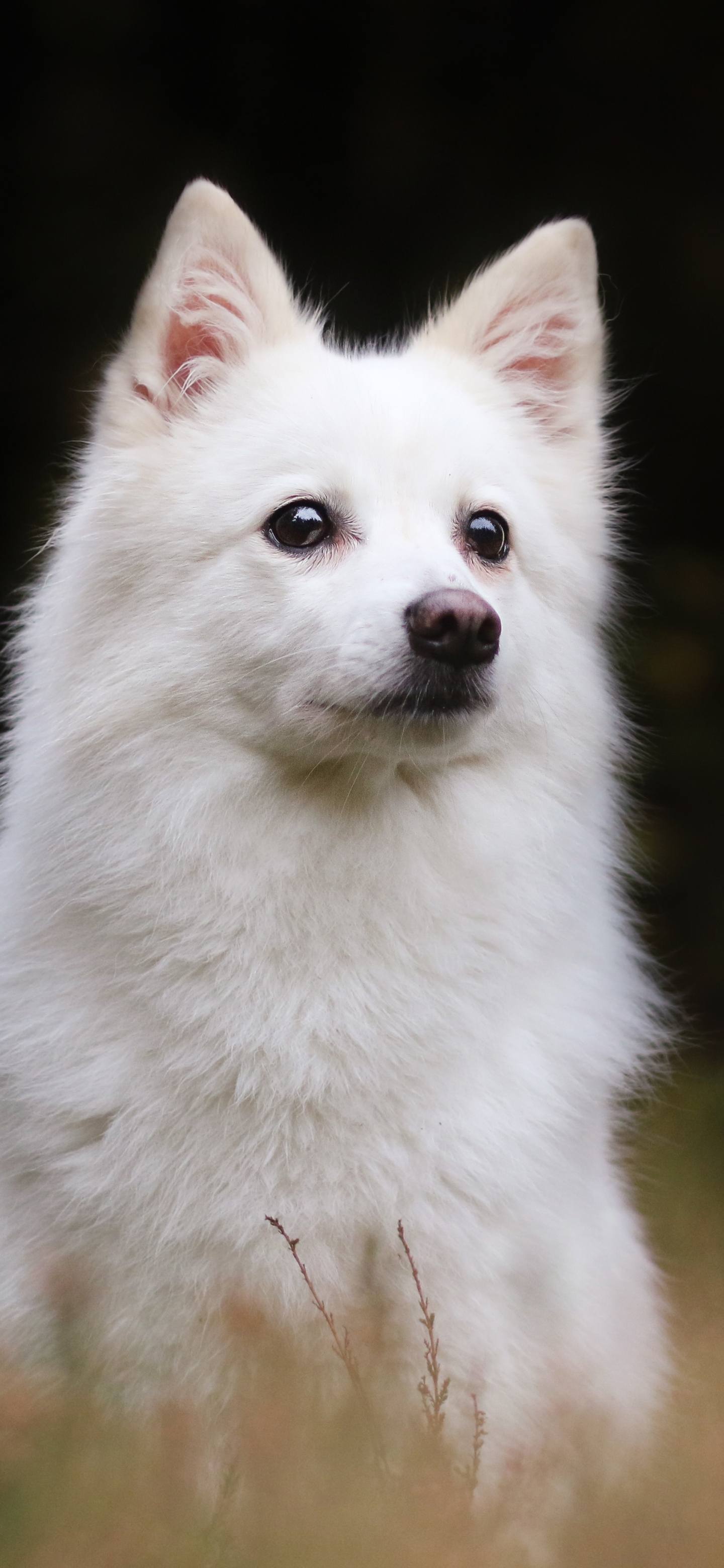 1186868 Bild herunterladen tiere, hund, weißer schäferhund, amerikanischer eskimohund, hunde - Hintergrundbilder und Bildschirmschoner kostenlos
