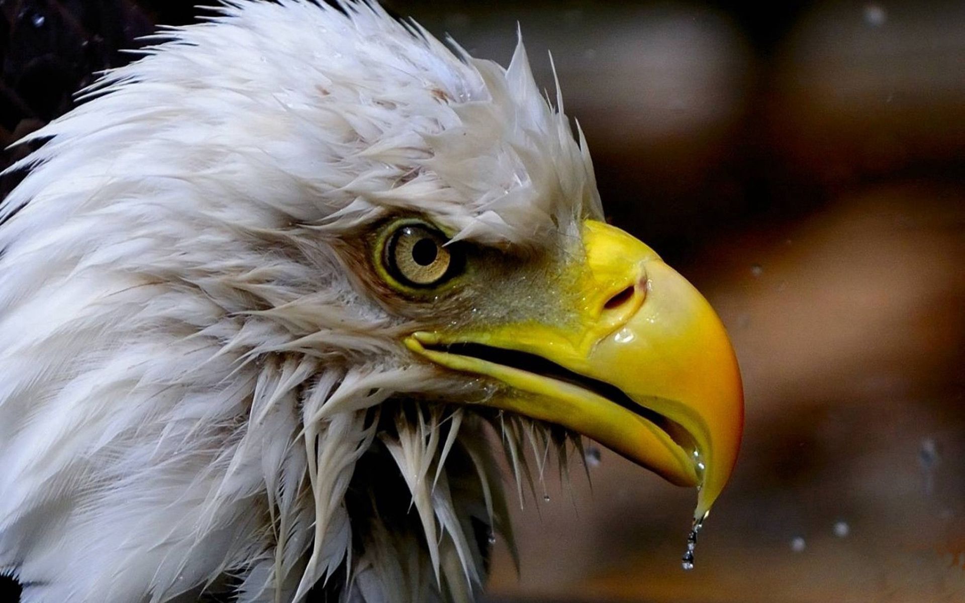 Die besten Amerikanischer Adler-Hintergründe für den Telefonbildschirm