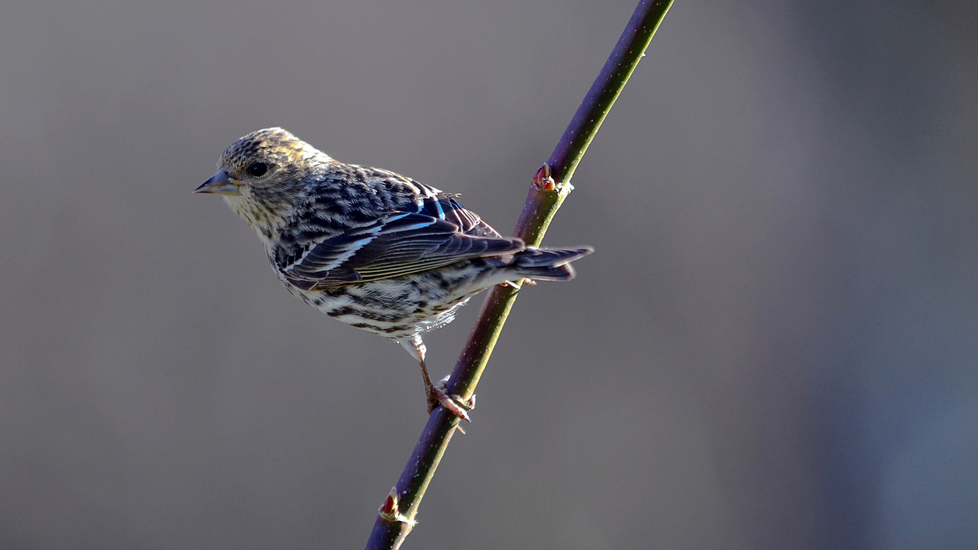 Téléchargez des papiers peints mobile Oiseau, Des Oiseaux, Animaux gratuitement.