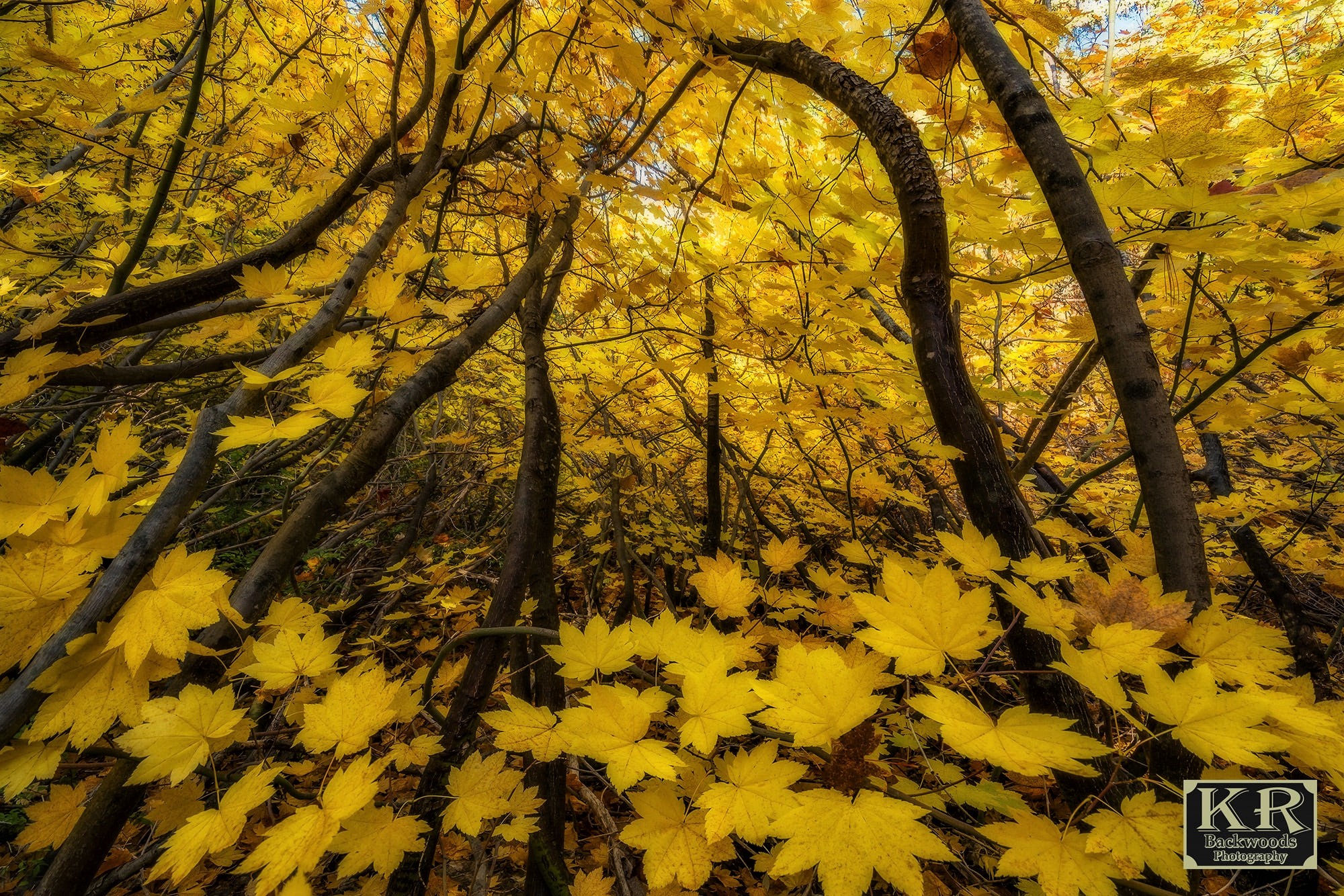 Скачать обои бесплатно Деревья, Осень, Дерево, Ветка, Листва, Земля/природа картинка на рабочий стол ПК