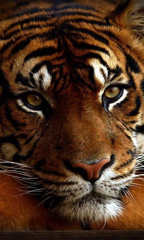 Descarga gratuita de fondo de pantalla para móvil de Animales, Gatos, Tigre.