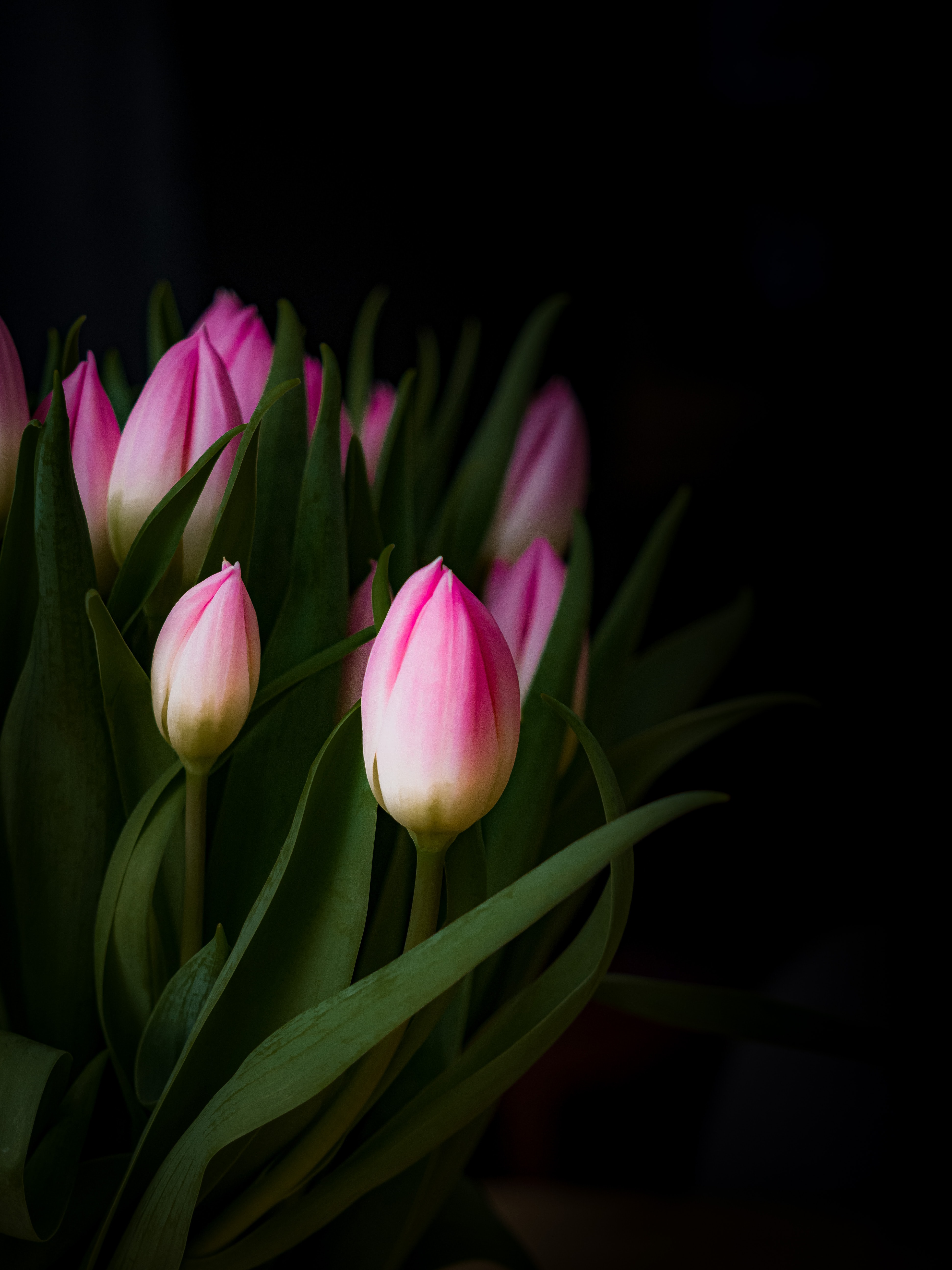 buds, flowers, bouquet, tulip