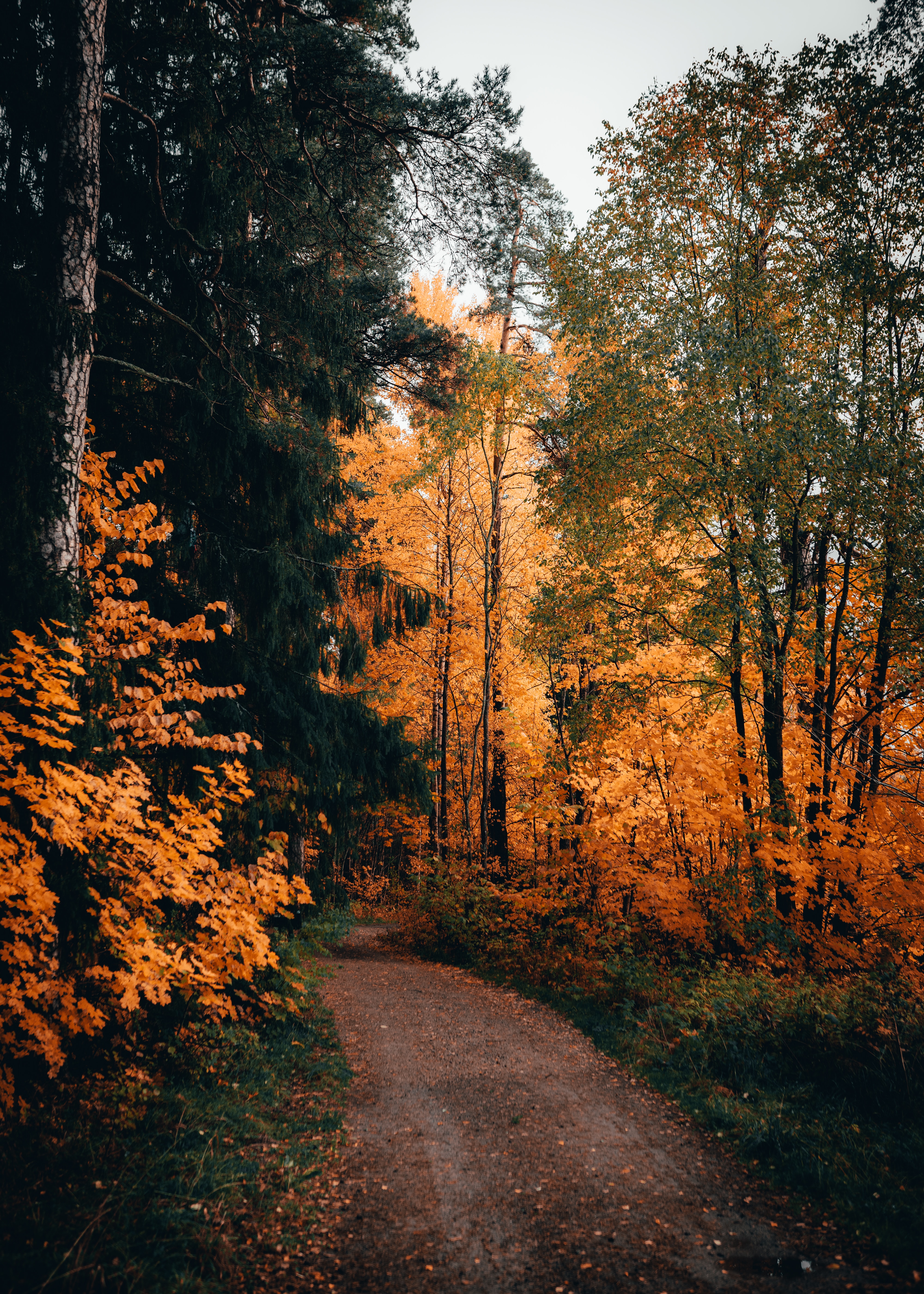 PCデスクトップにパス, 森林, 自然, 木, 道, 森, 秋画像を無料でダウンロード