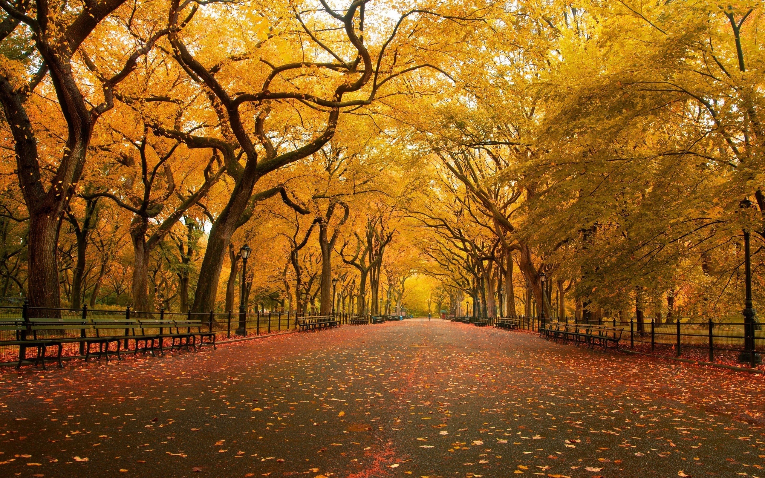 577655 скачать обои осень, парк, дорога, фотографии, оранжевый цвет), дерево - заставки и картинки бесплатно