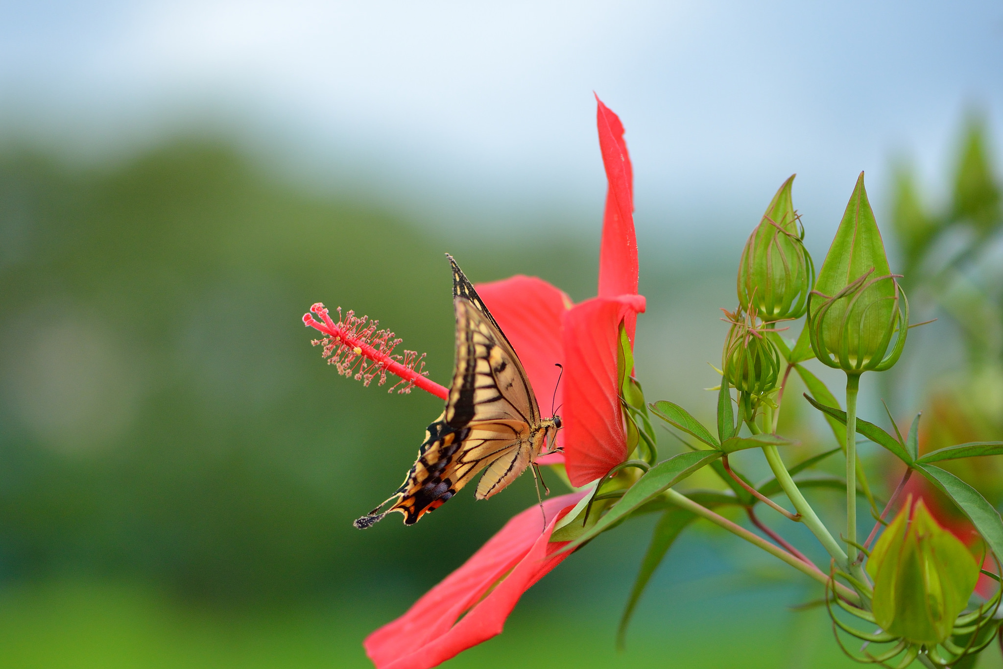 Laden Sie das Tiere, Natur, Schmetterlinge, Blume, Nahansicht, Verwischen, Hibiskus, Rote Blume-Bild kostenlos auf Ihren PC-Desktop herunter