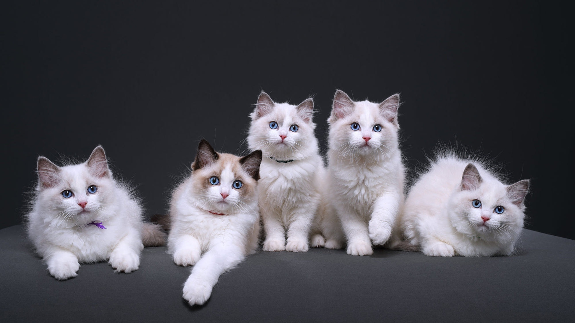 Téléchargez gratuitement l'image Animaux, Chats, Chat sur le bureau de votre PC