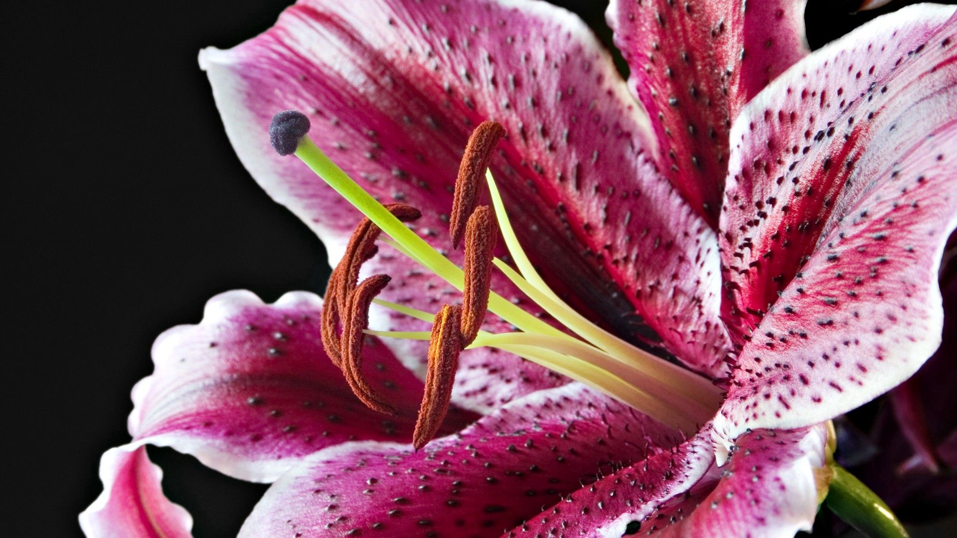Download mobile wallpaper Spotted, Spotty, Petals, Macro, Lily for free.