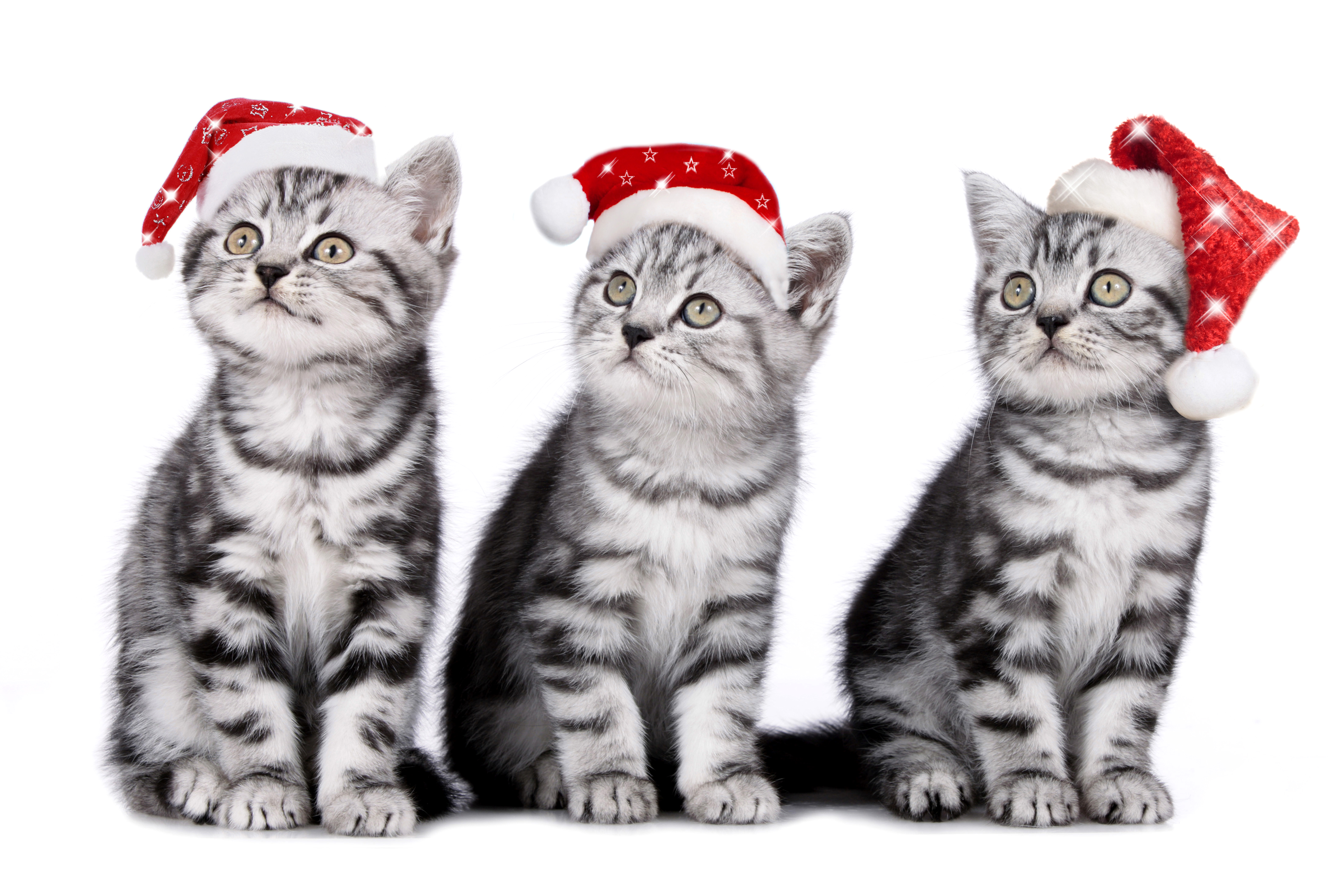 Download mobile wallpaper Cats, Cat, Animal, Santa Hat for free.