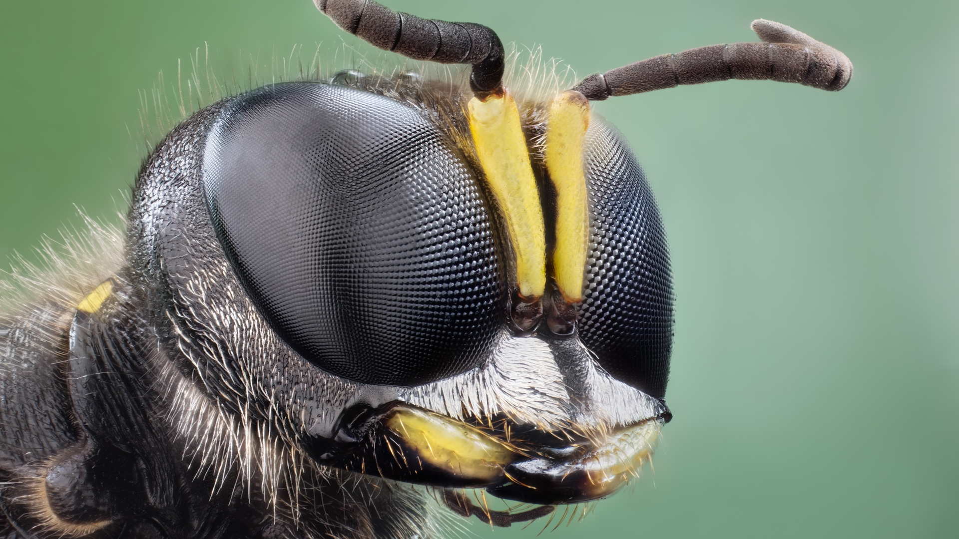 Free download wallpaper Bee, Animal on your PC desktop