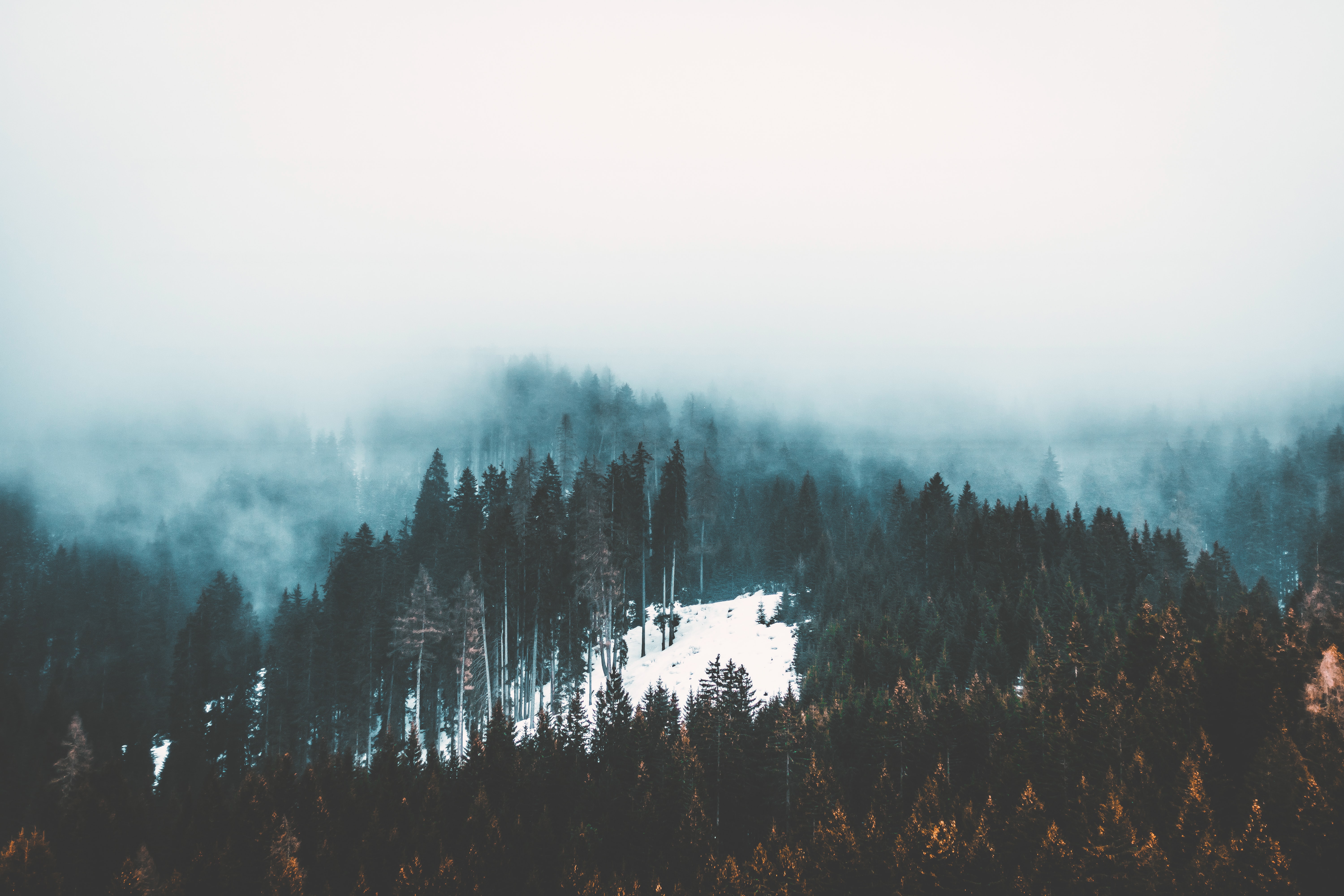 Скачать картинку Деревья, Лес, Природа, Туман, Снег в телефон бесплатно.