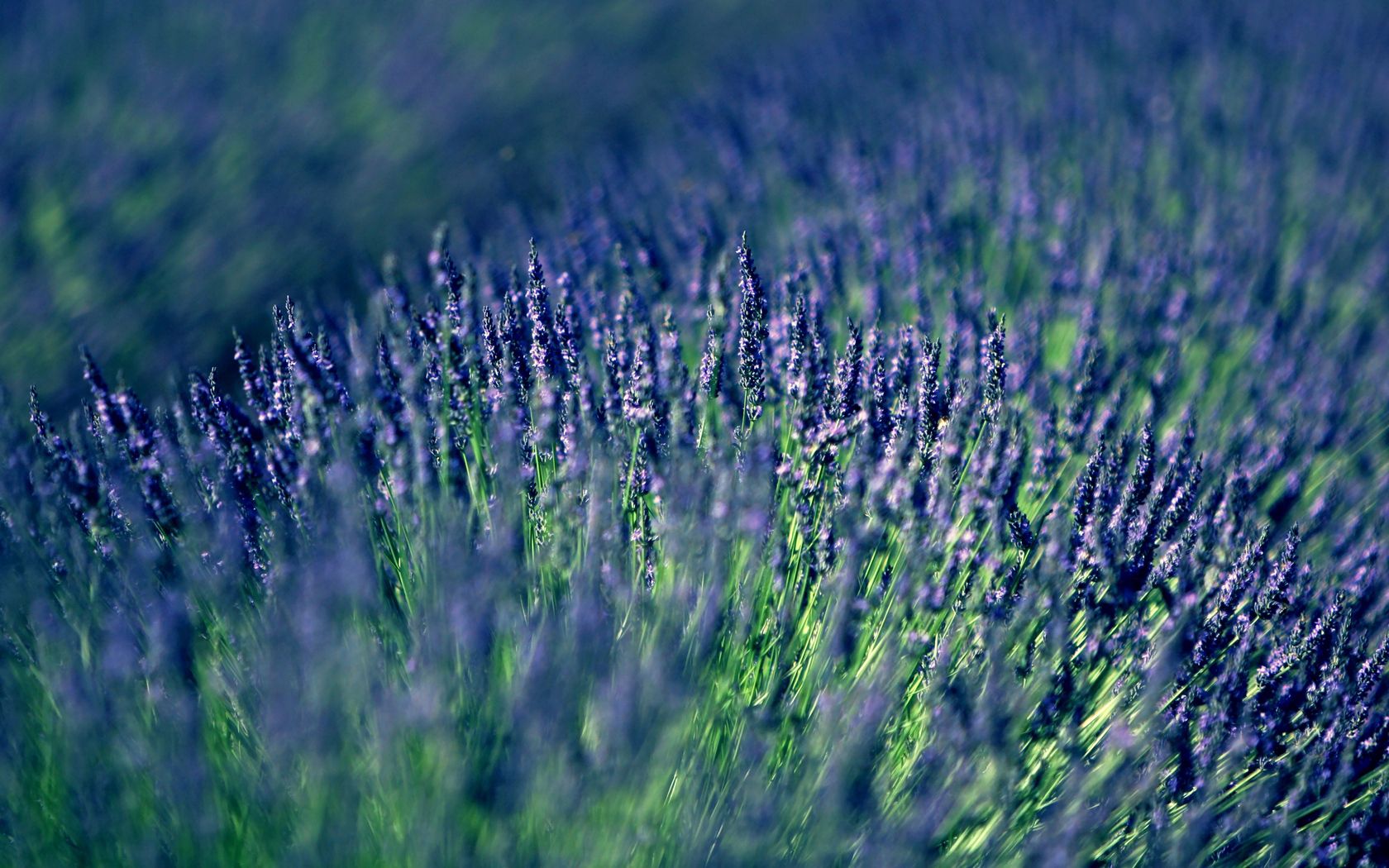 Free download wallpaper Blur, Smooth, Flowers, Field, Lavender on your PC desktop