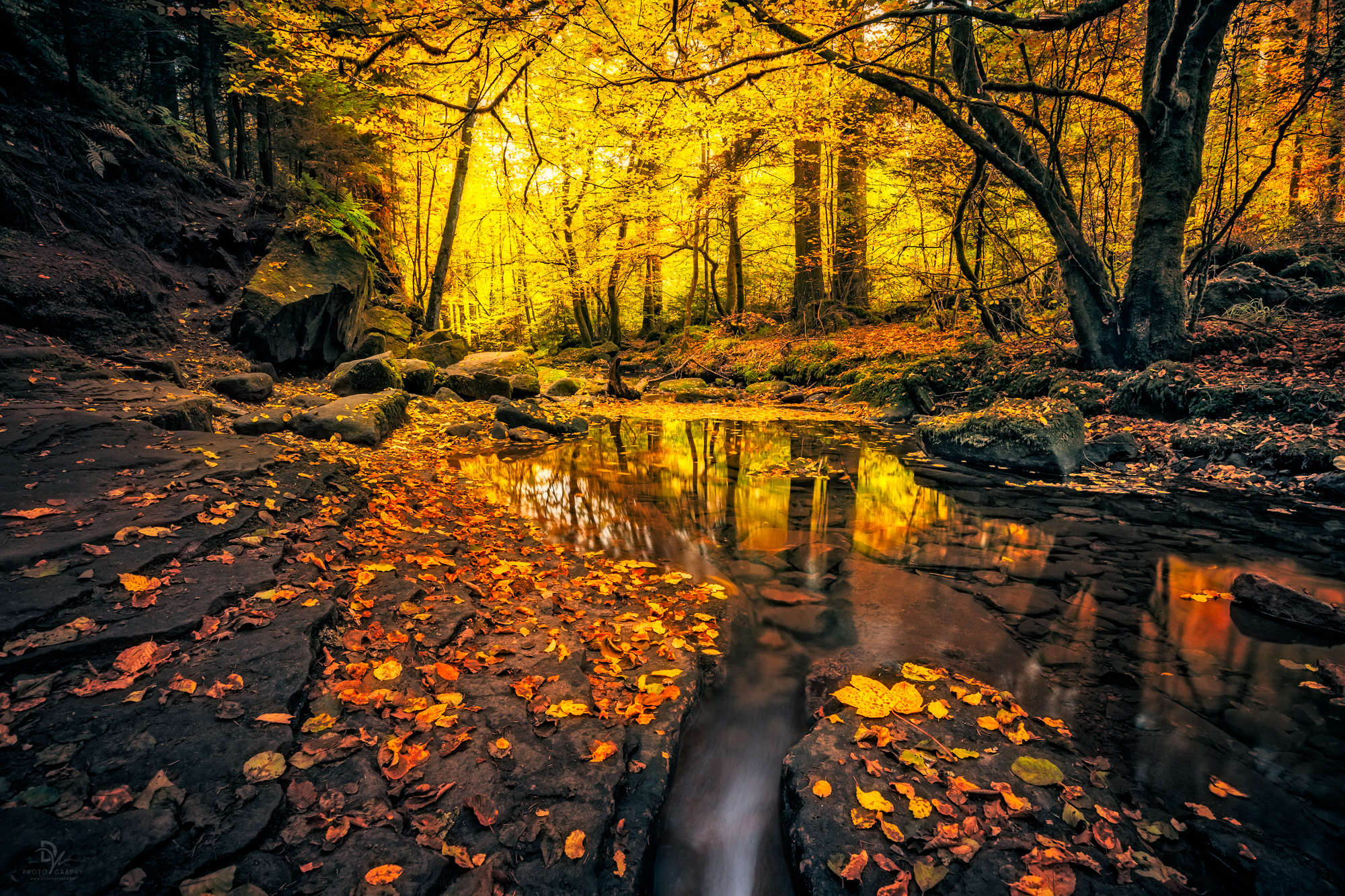 Download mobile wallpaper Forest, Fall, Earth, Stream for free.