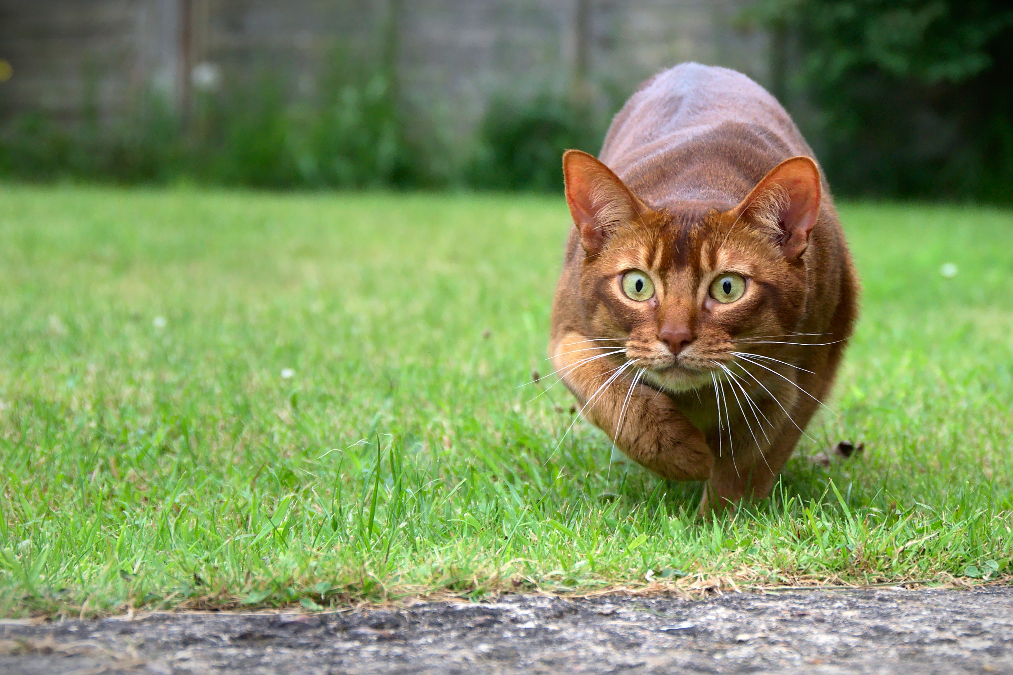 Handy-Wallpaper Tiere, Katzen, Katze, Gras kostenlos herunterladen.