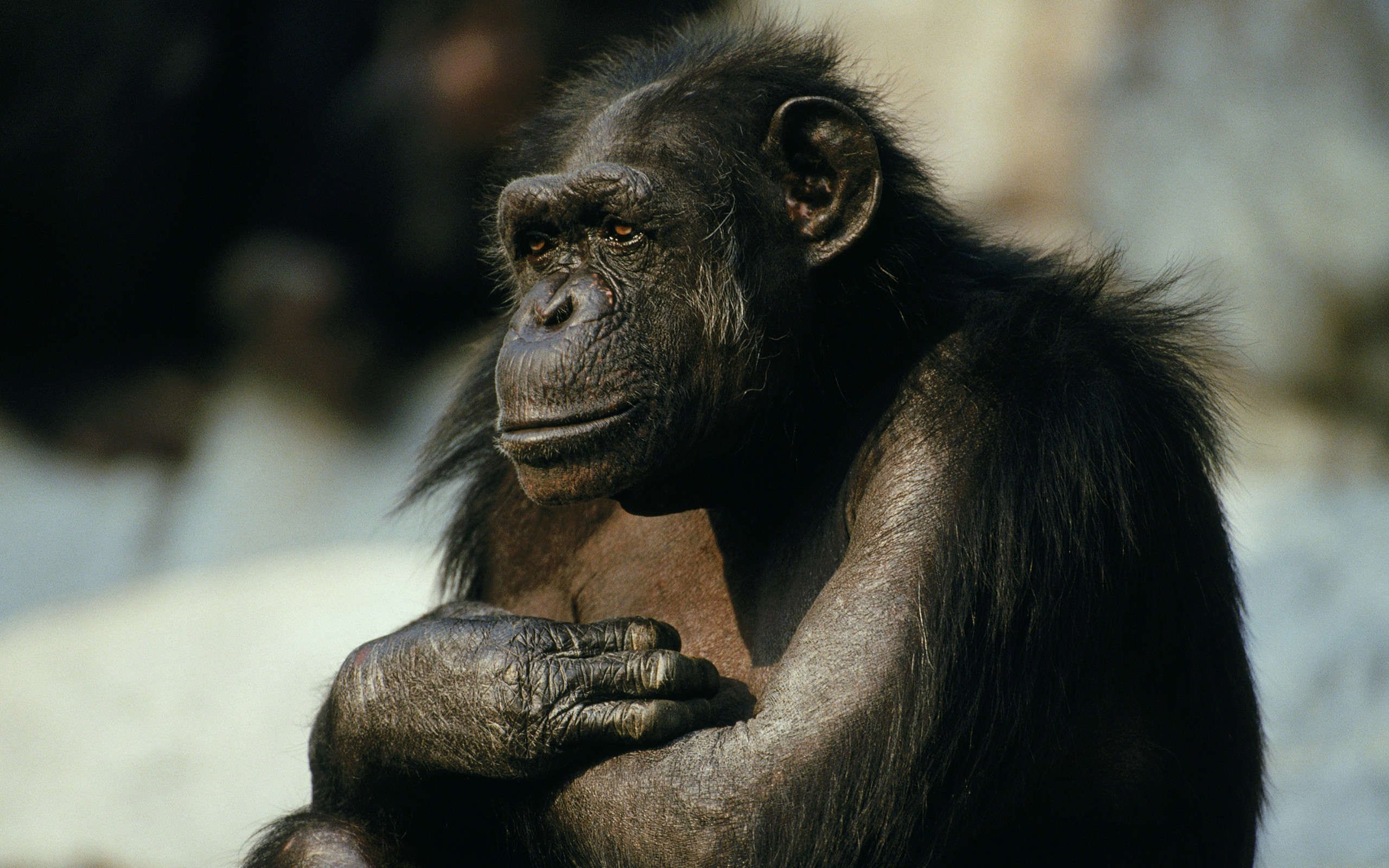306650 télécharger le fond d'écran animaux, chimpanzé, singe, singes - économiseurs d'écran et images gratuitement