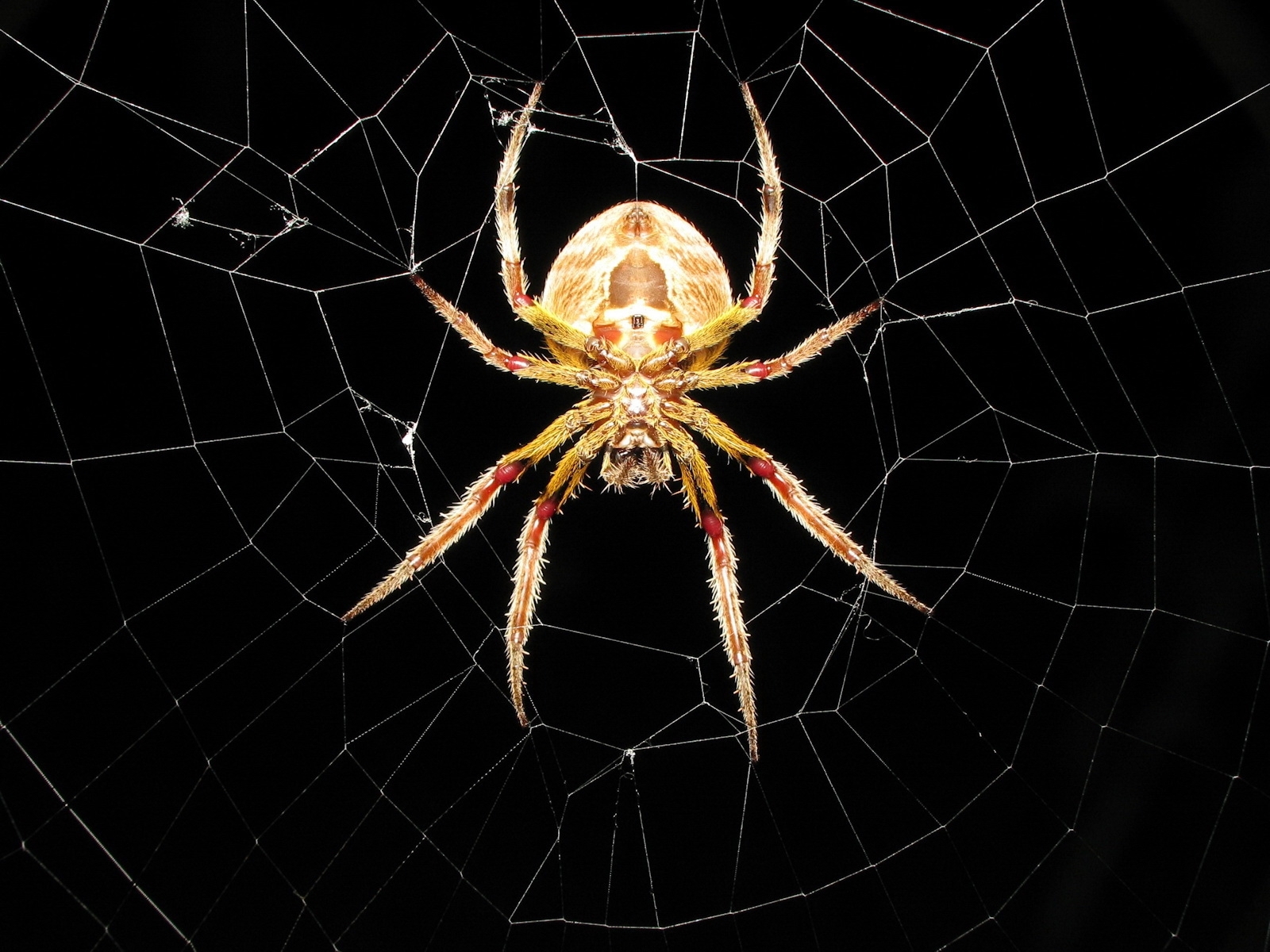3172 Bild herunterladen insekten, web, spiders, schwarz - Hintergrundbilder und Bildschirmschoner kostenlos