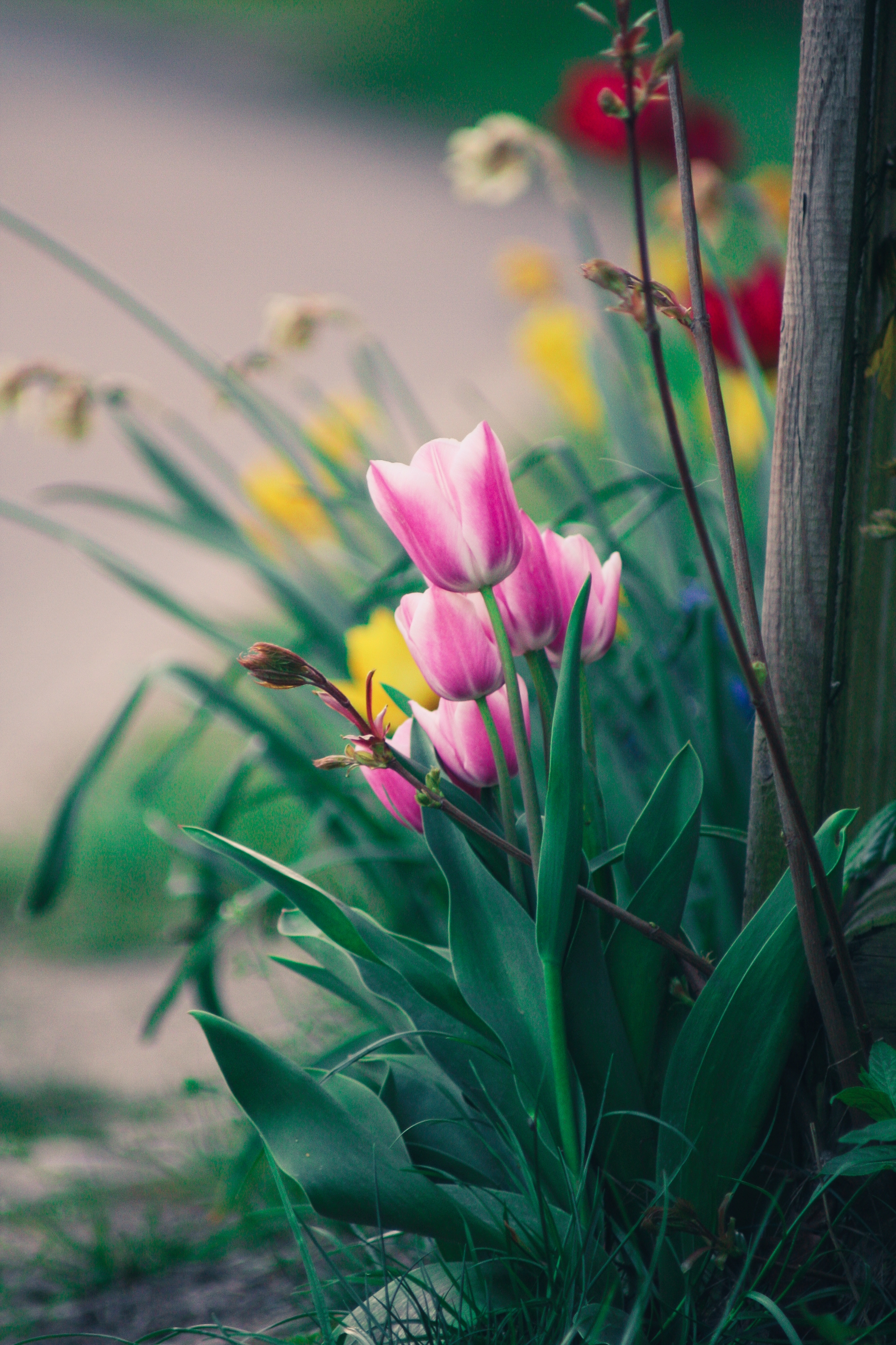 pink, tulips, flowers, bloom, flowering, flower bed, flowerbed