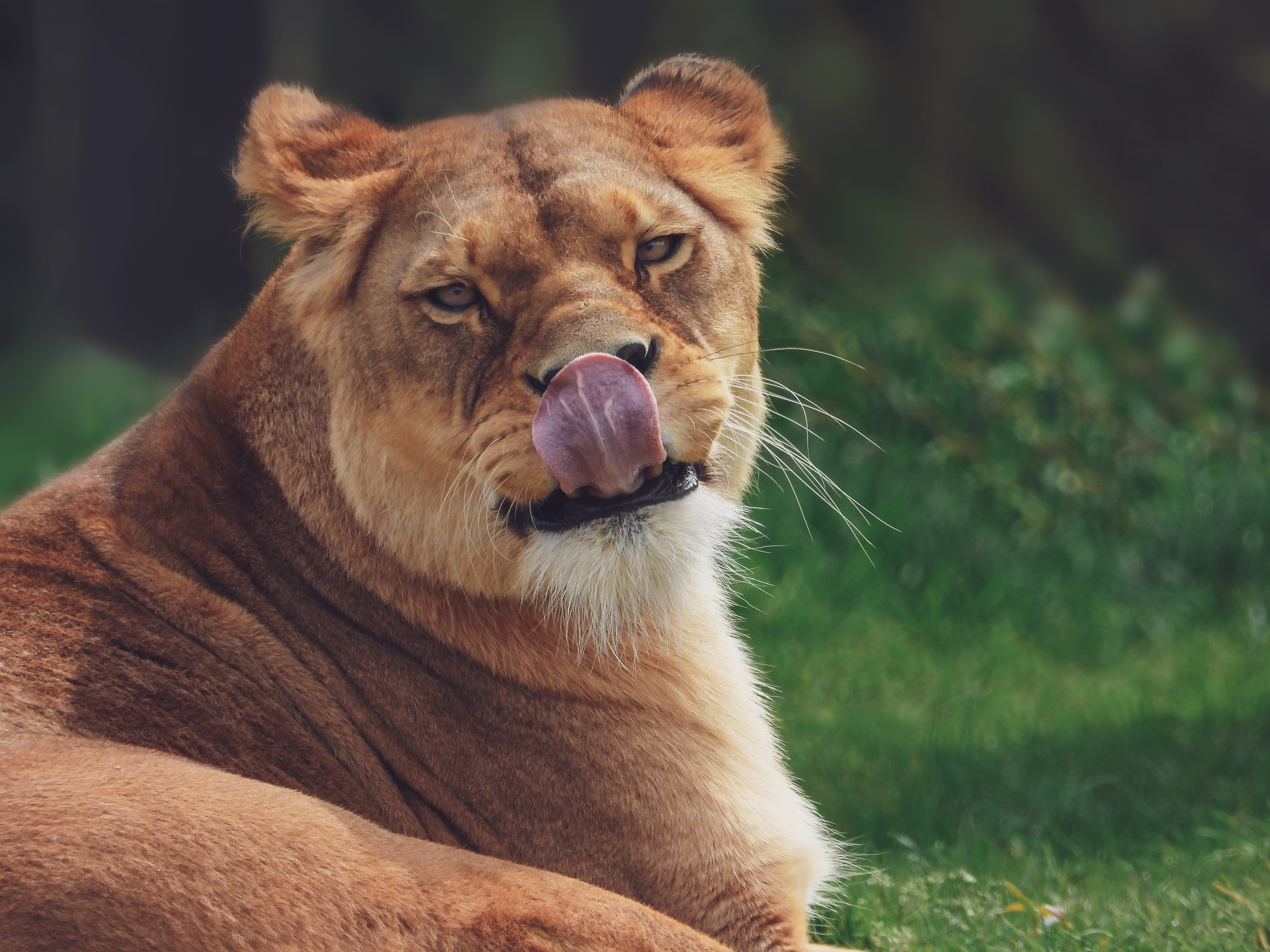 Download mobile wallpaper Tongue Stuck Out, Protruding Tongue, Predator, Animals, Lioness, Funny for free.