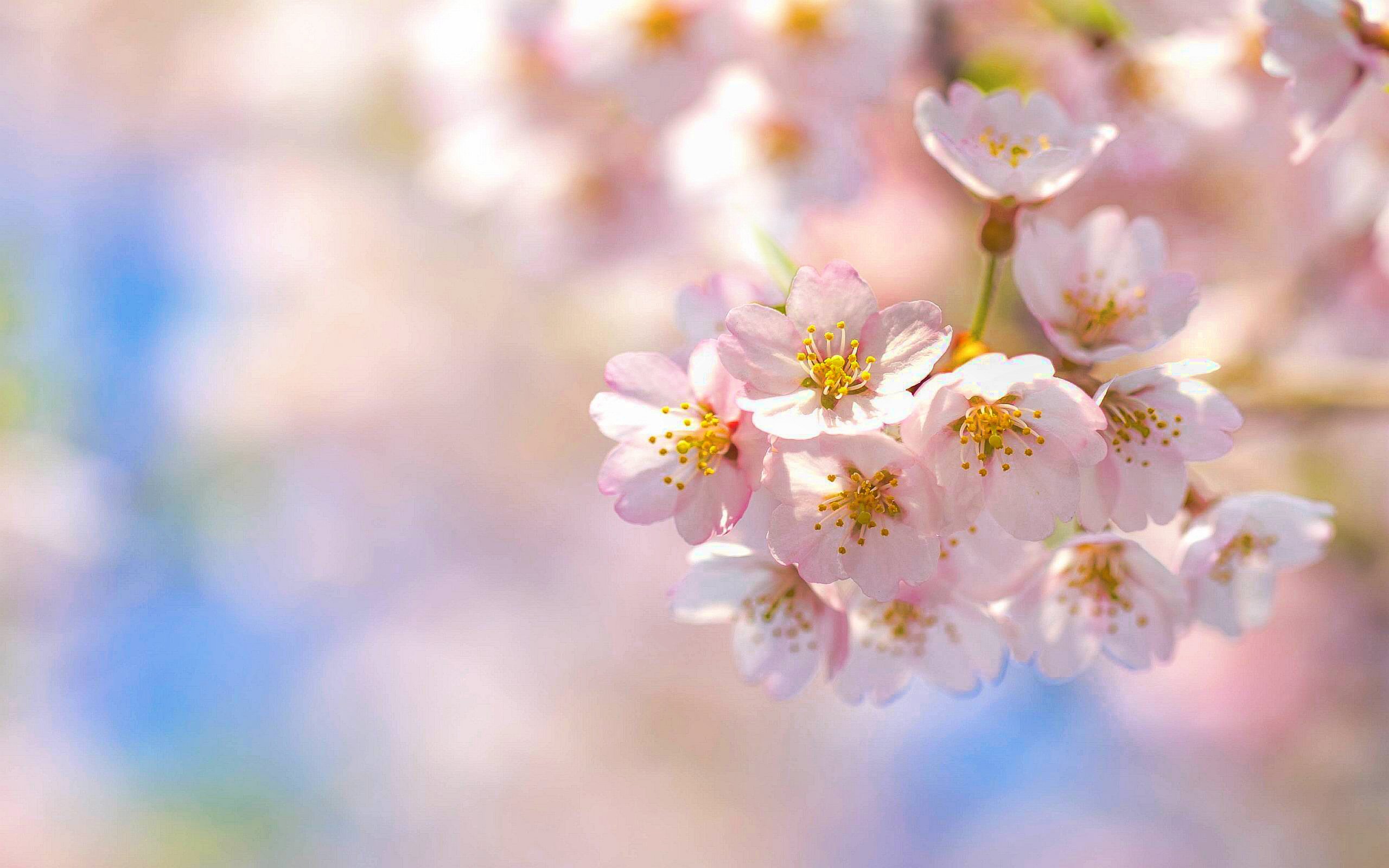 1475457 descargar imagen primavera, sakura, tierra/naturaleza, florecer, cereza, flor: fondos de pantalla y protectores de pantalla gratis