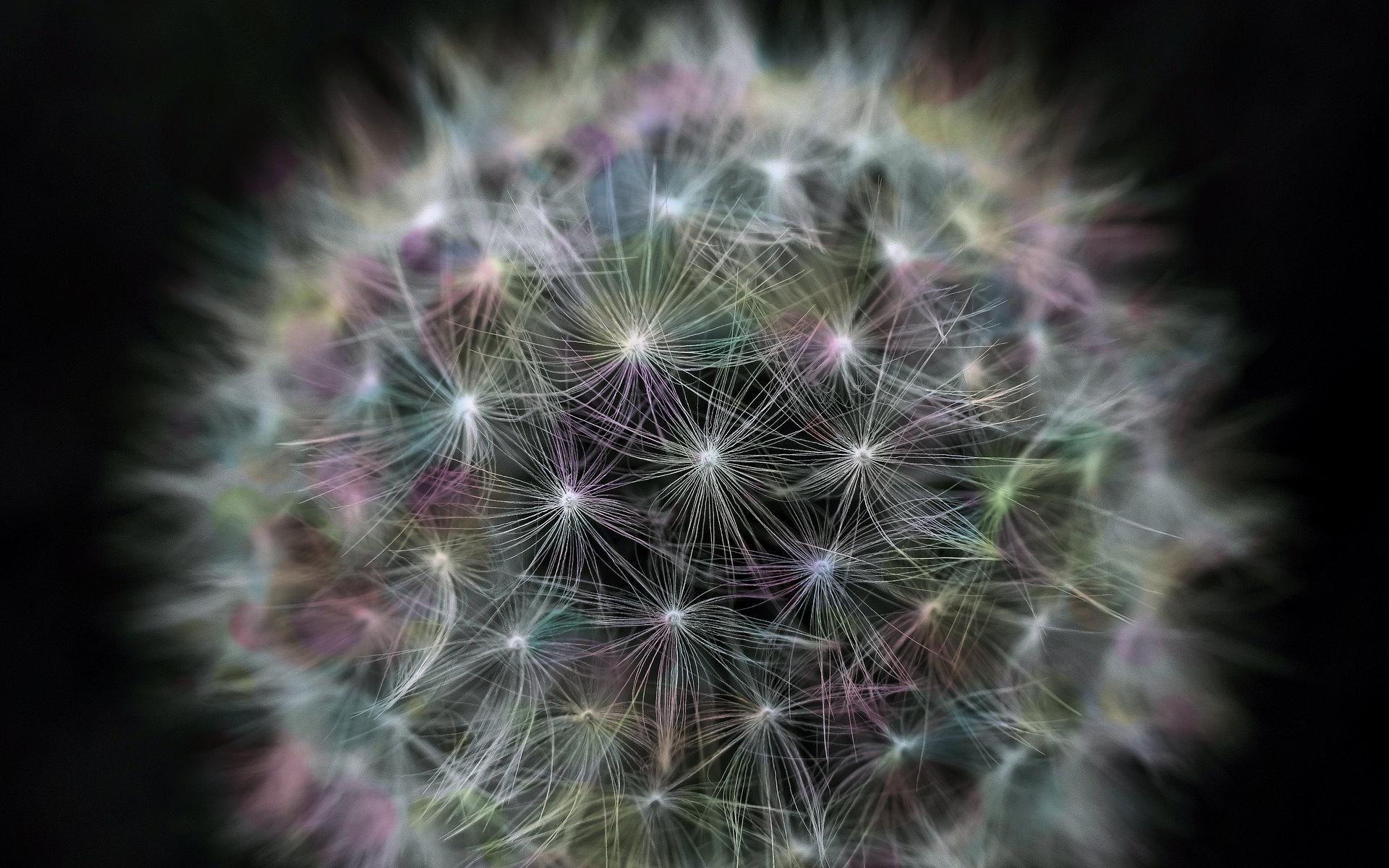 Download mobile wallpaper Flower, Close Up, Earth, Dandelion for free.