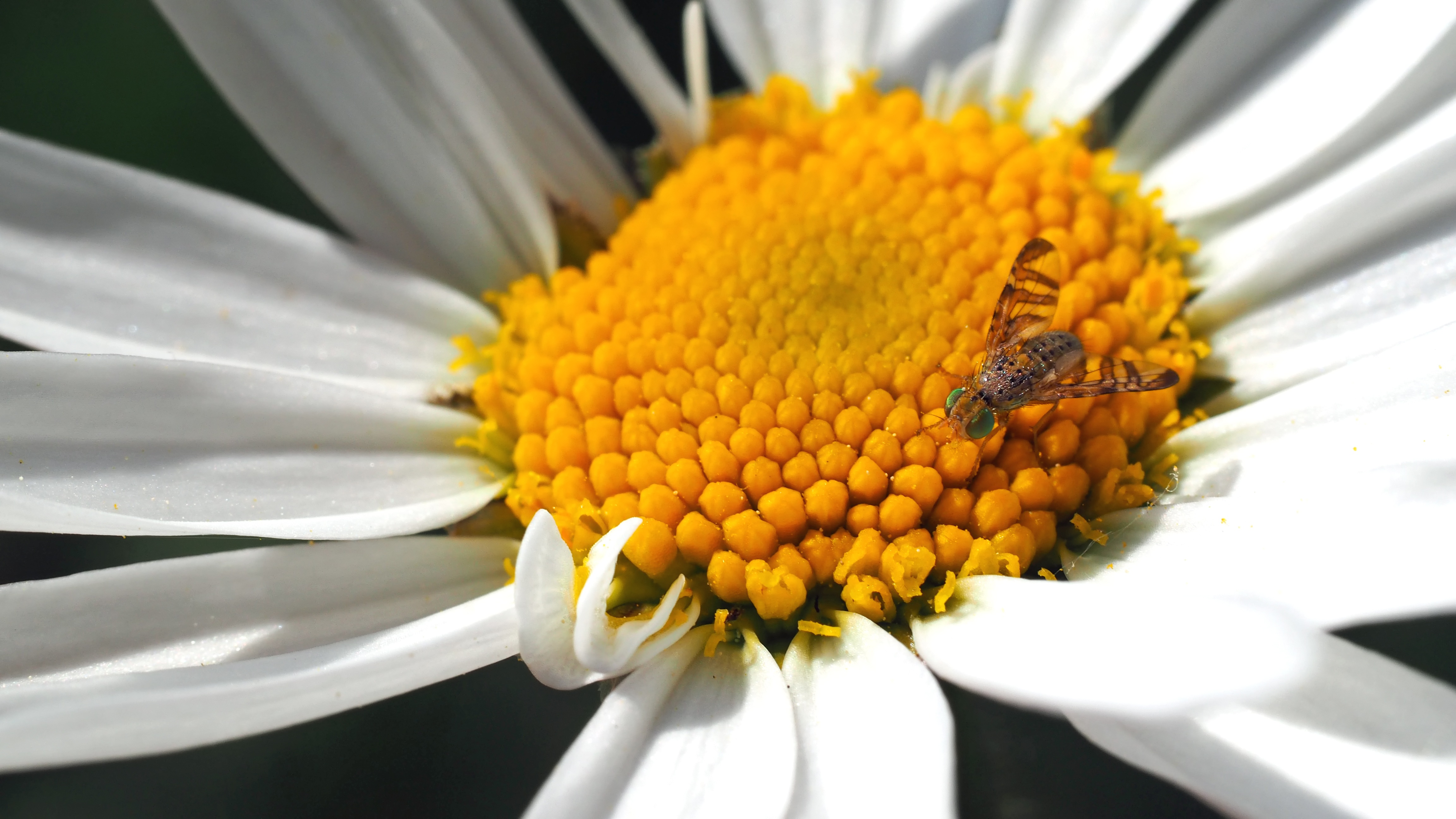 Laden Sie das Kamille, Makro, Insekt-Bild kostenlos auf Ihren PC-Desktop herunter
