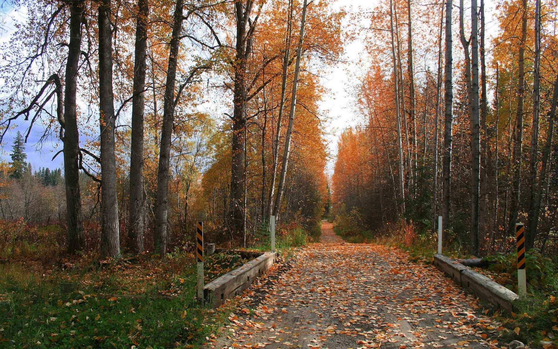 無料モバイル壁紙道, パス, 自然, 道路, 木, 秋をダウンロードします。