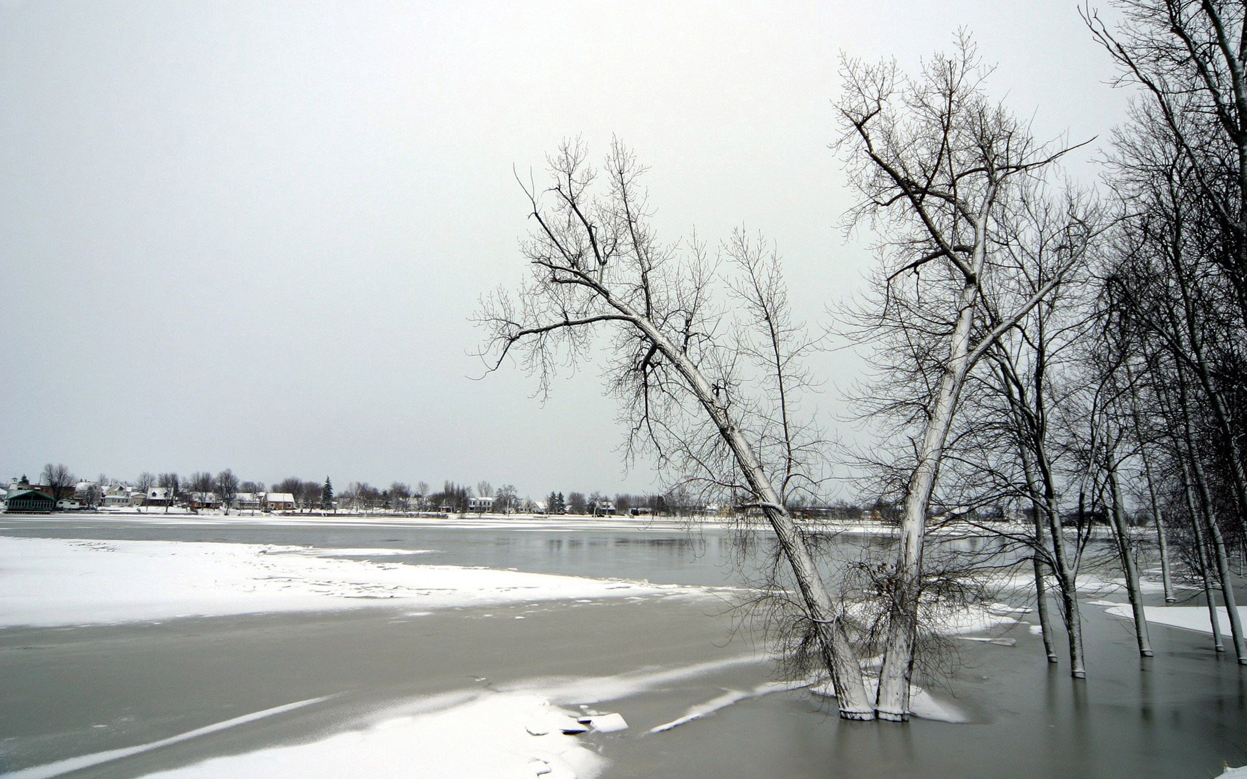 Download mobile wallpaper Frost, November, Trees, Lake, Ice, Nature, Winter for free.