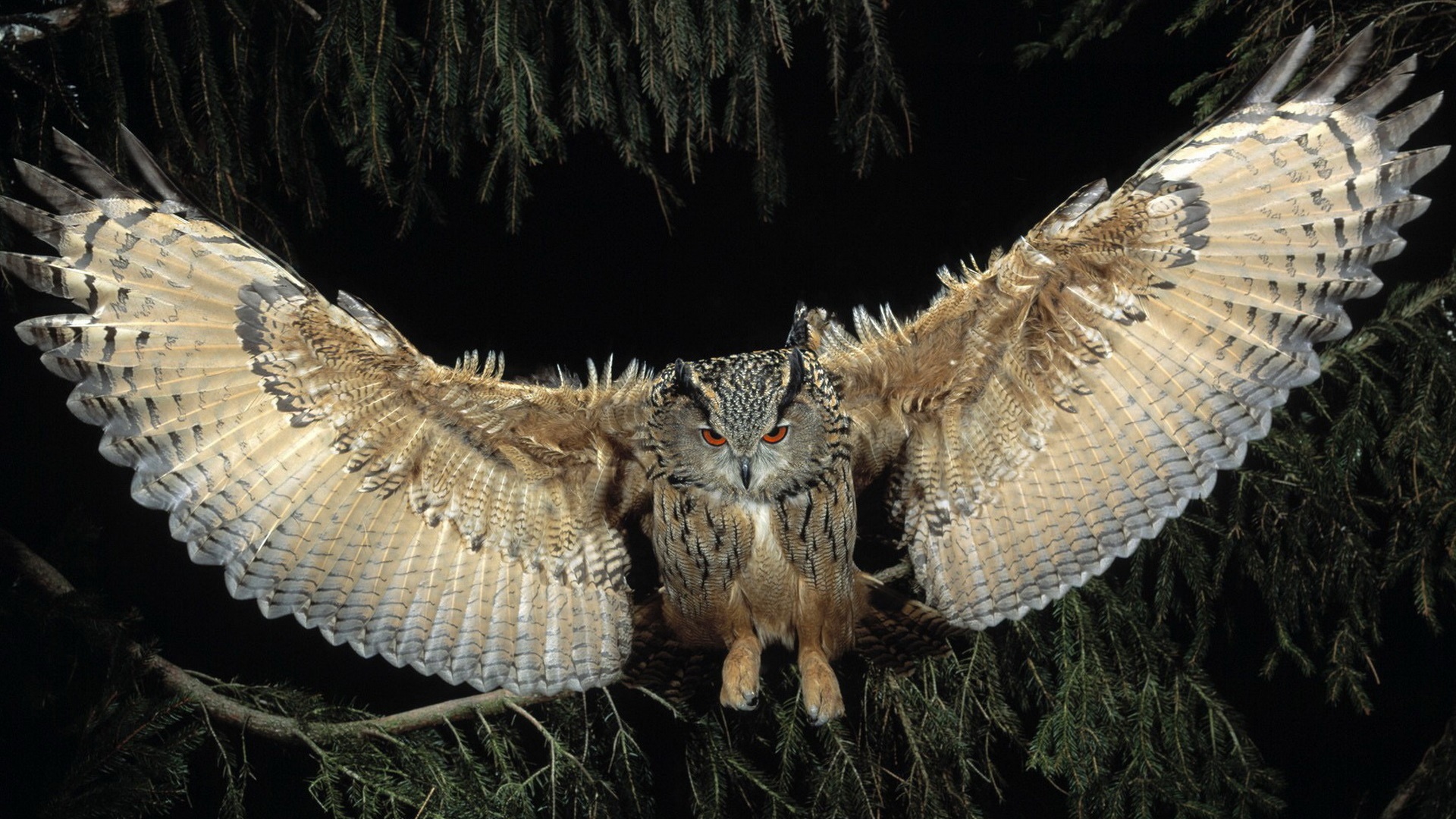 Download mobile wallpaper Owl, Animal, Wings for free.