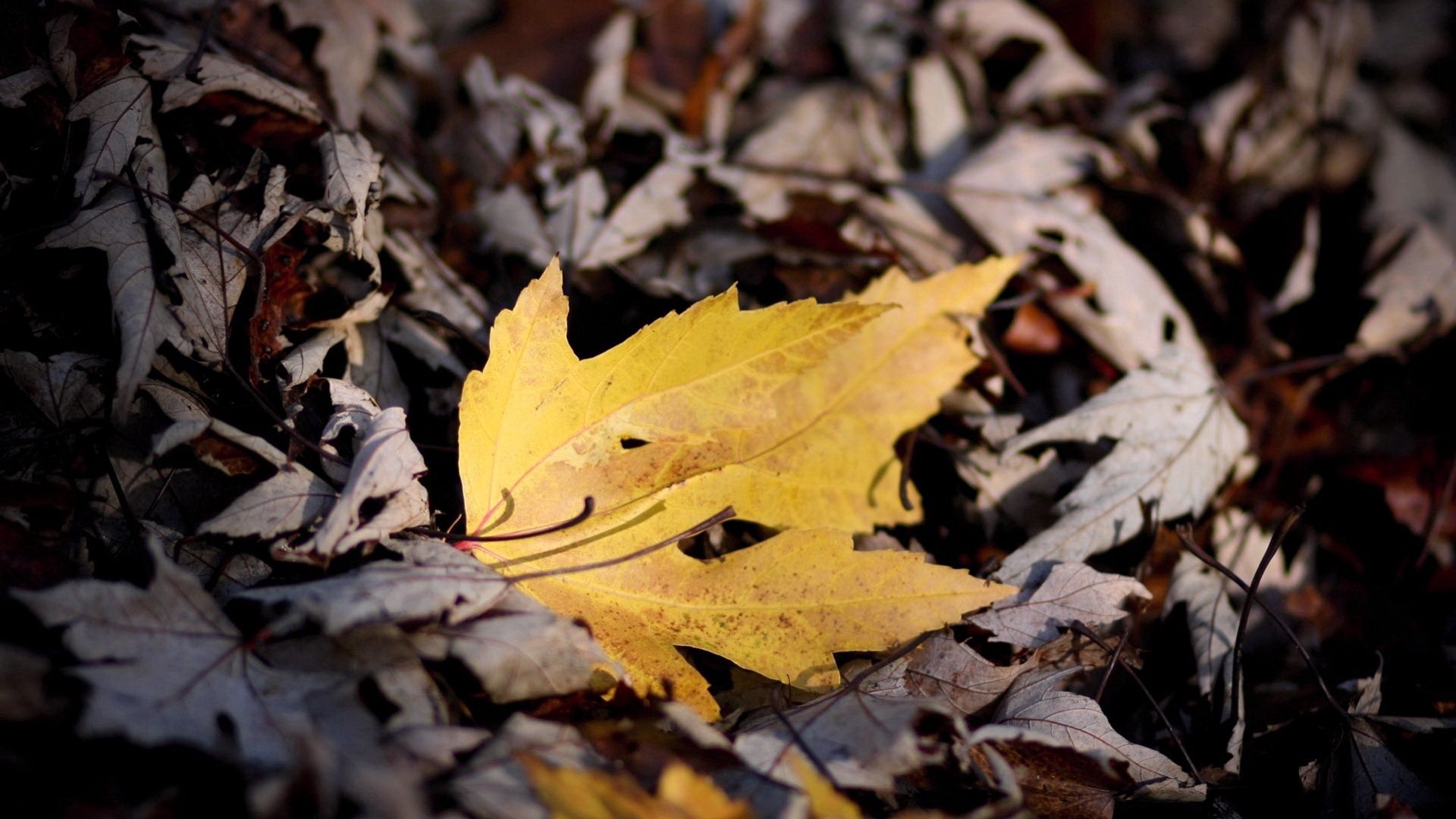 autumn, macro, sheet, leaf, dry, fallen