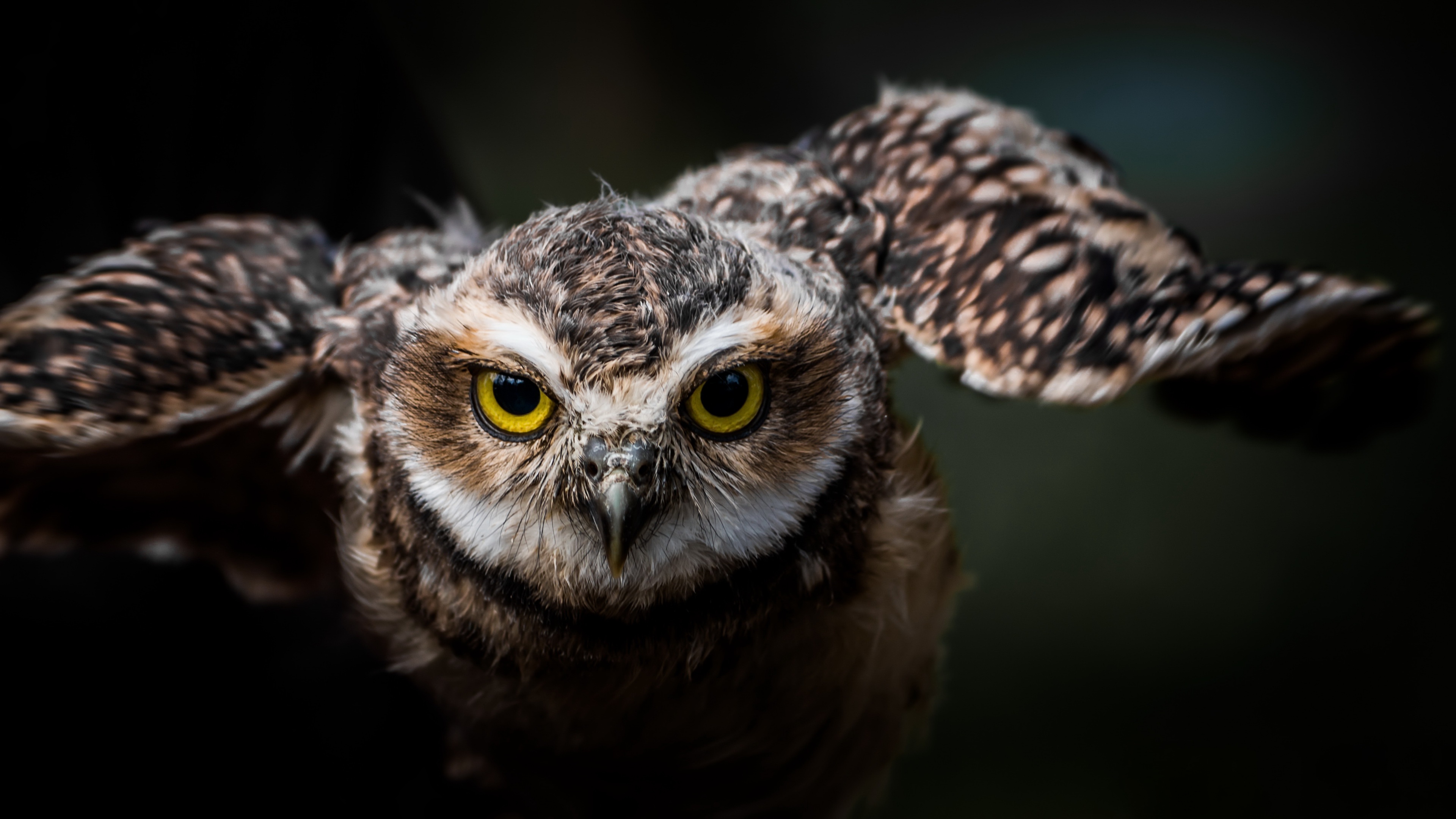 Download mobile wallpaper Birds, Owl, Bird, Animal, Stare for free.