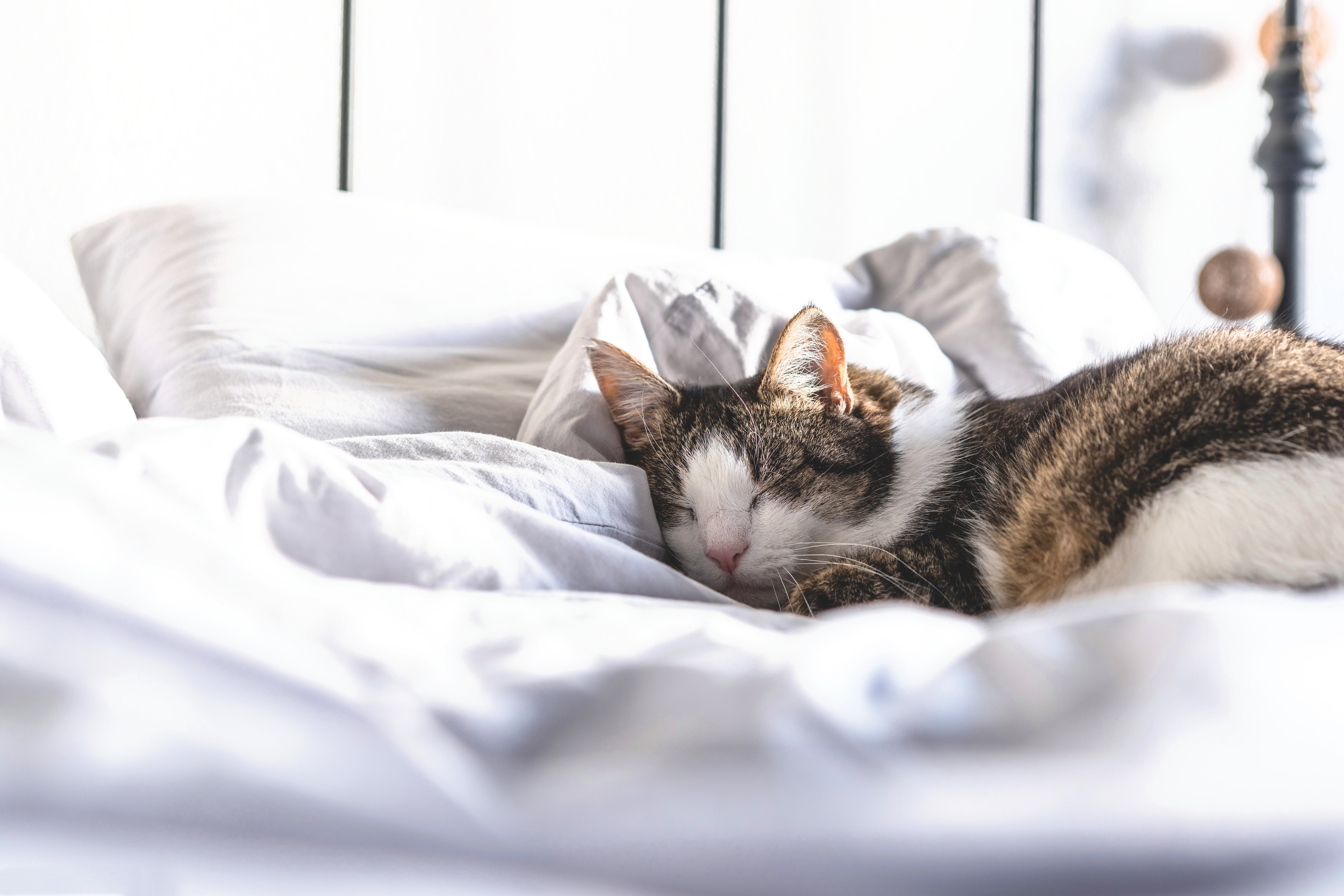 Download mobile wallpaper Cats, Cat, Animal, Sleeping for free.