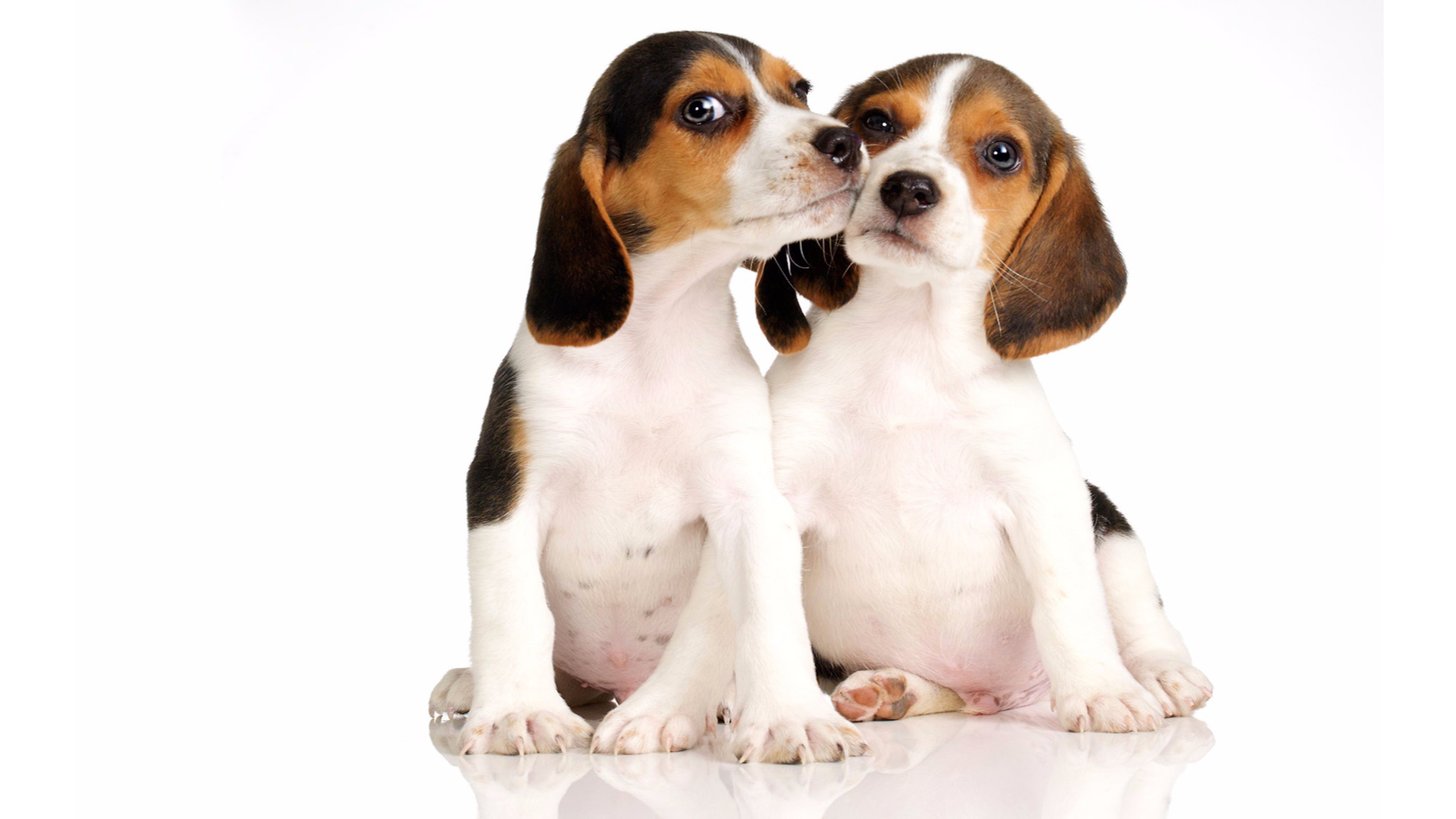Download mobile wallpaper Dogs, Dog, Animal, Puppy, Beagle, Baby Animal for free.