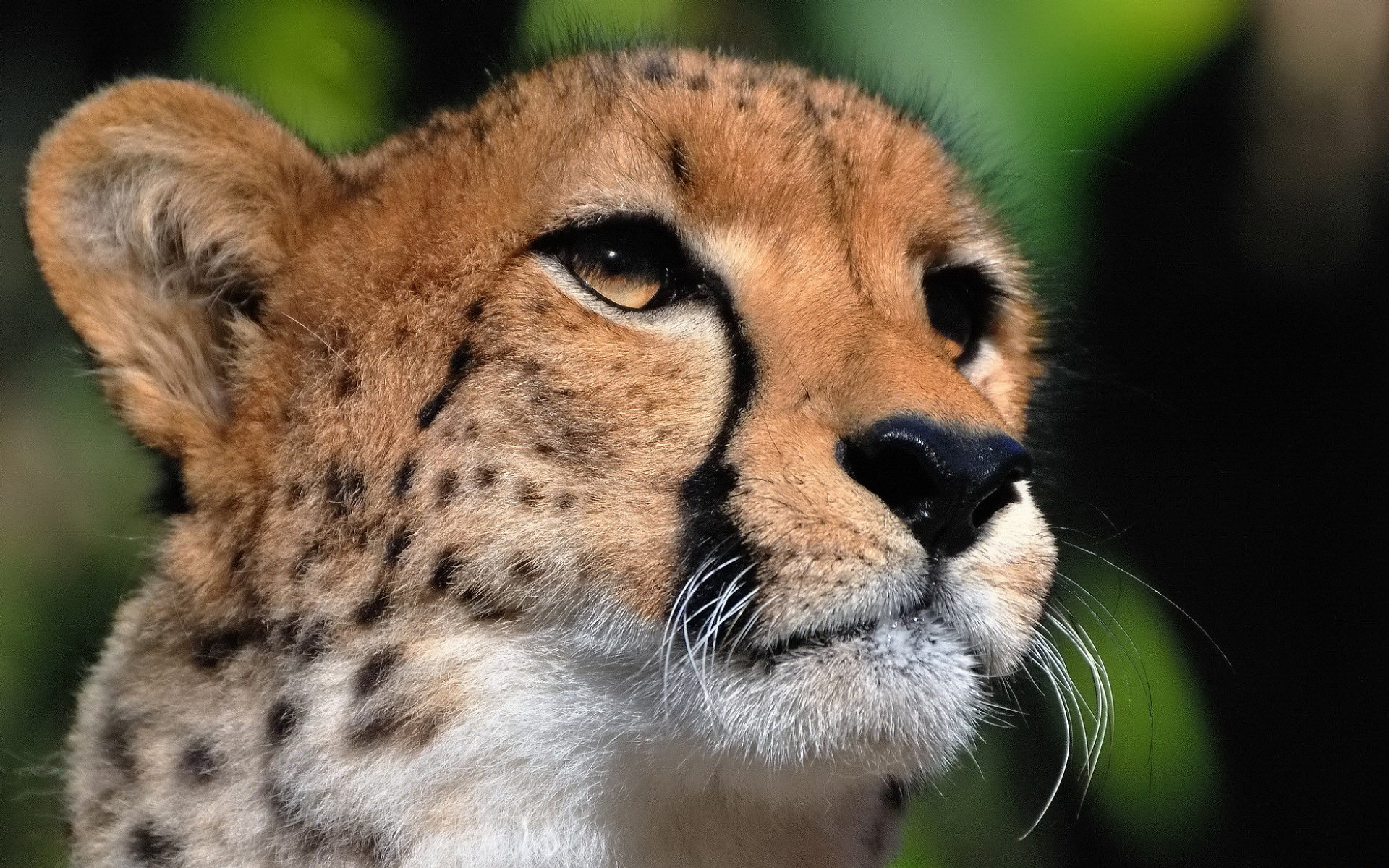 Free download wallpaper Cheetah, Animal on your PC desktop