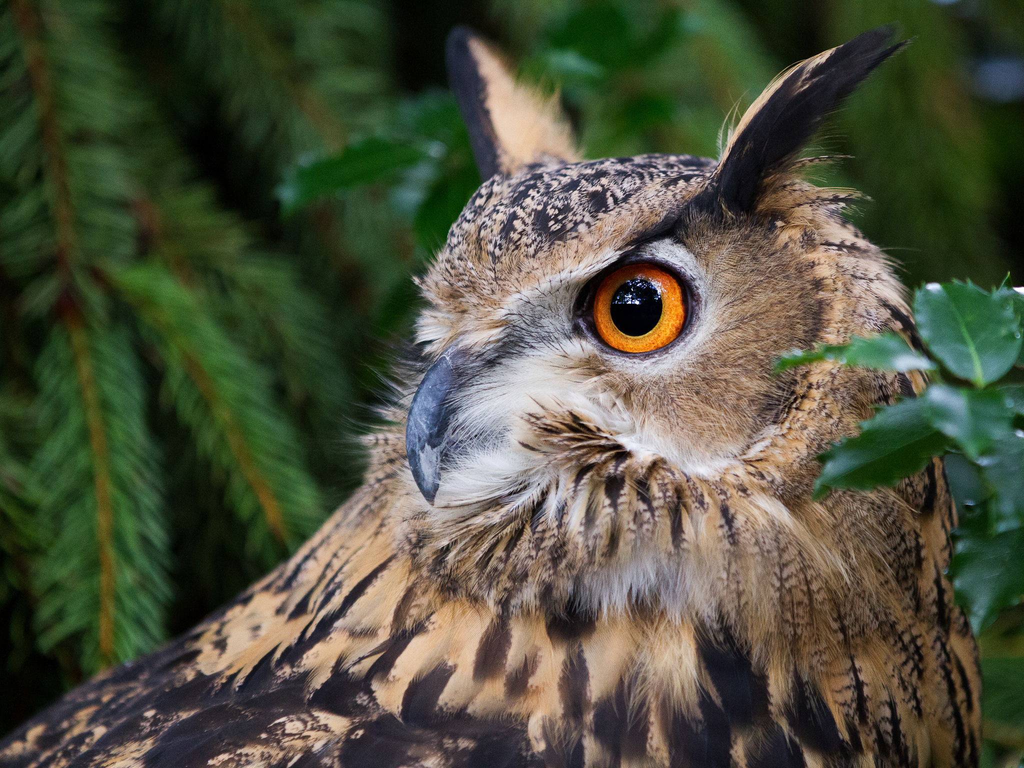 Download mobile wallpaper Birds, Owl, Bird, Animal, Eye for free.