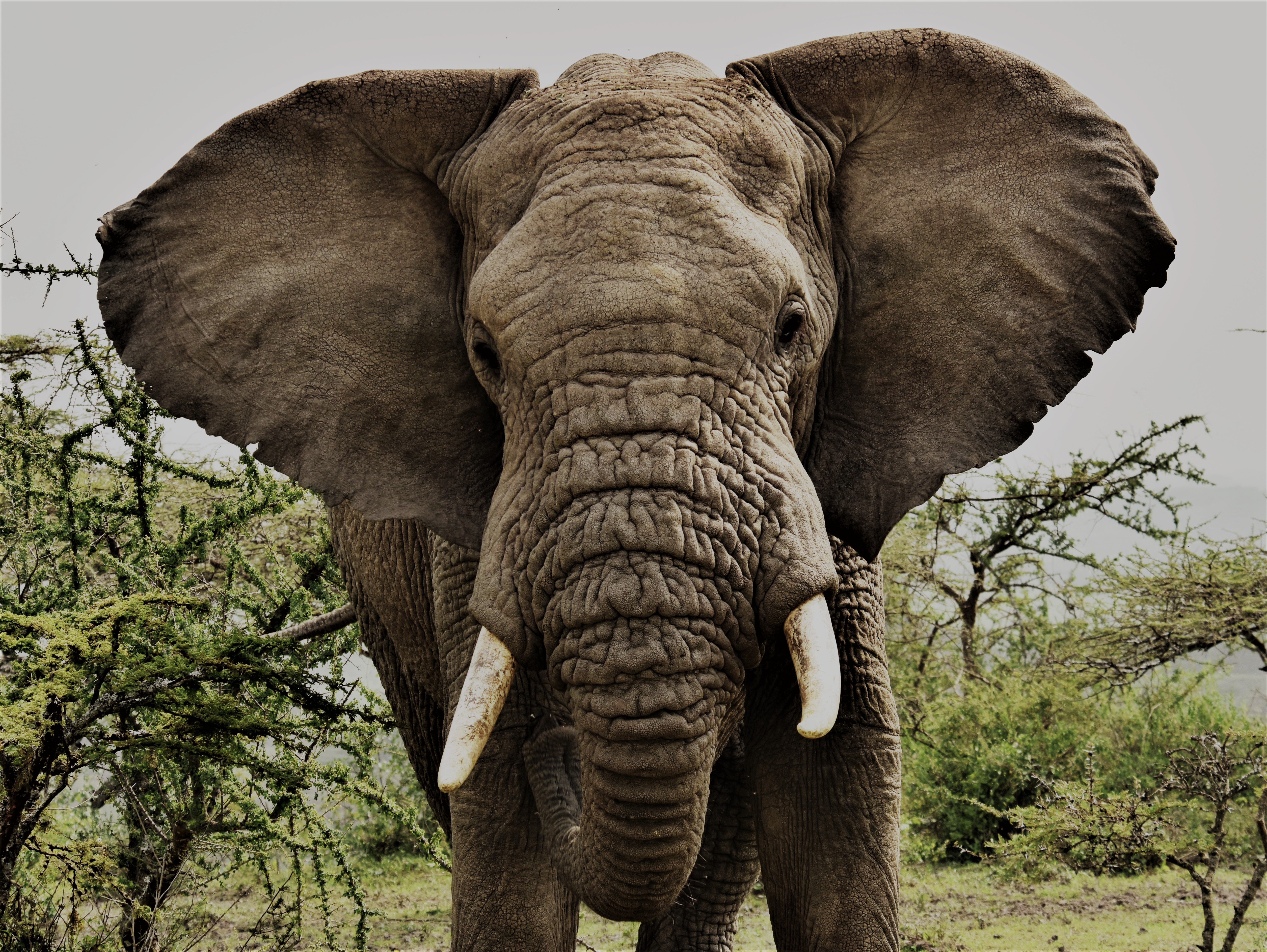 Handy-Wallpaper Tiere, Elefanten, Afrika, Afrikanischer Elefant, Tansania kostenlos herunterladen.