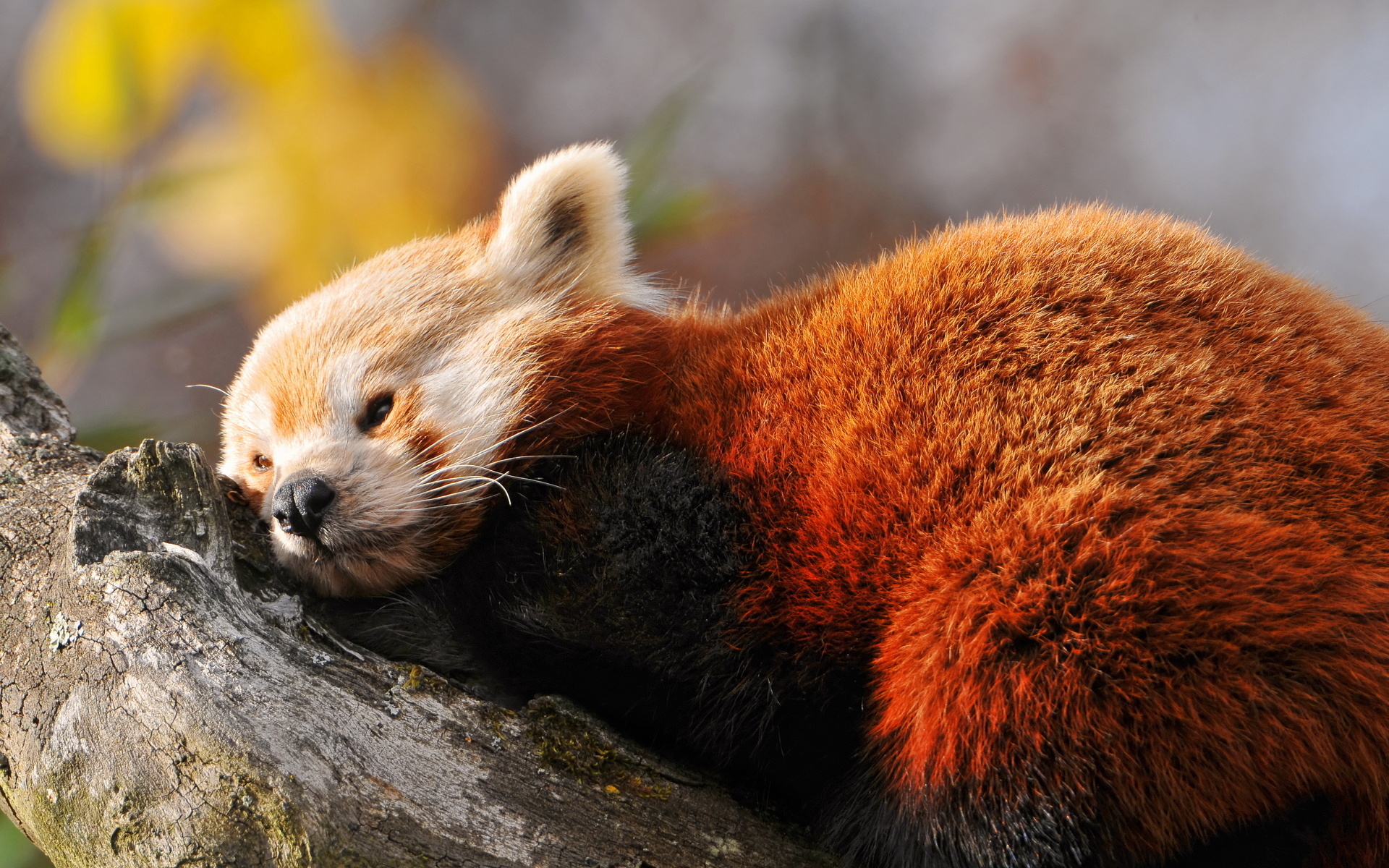 593204 Bild herunterladen tiere, kleiner panda - Hintergrundbilder und Bildschirmschoner kostenlos