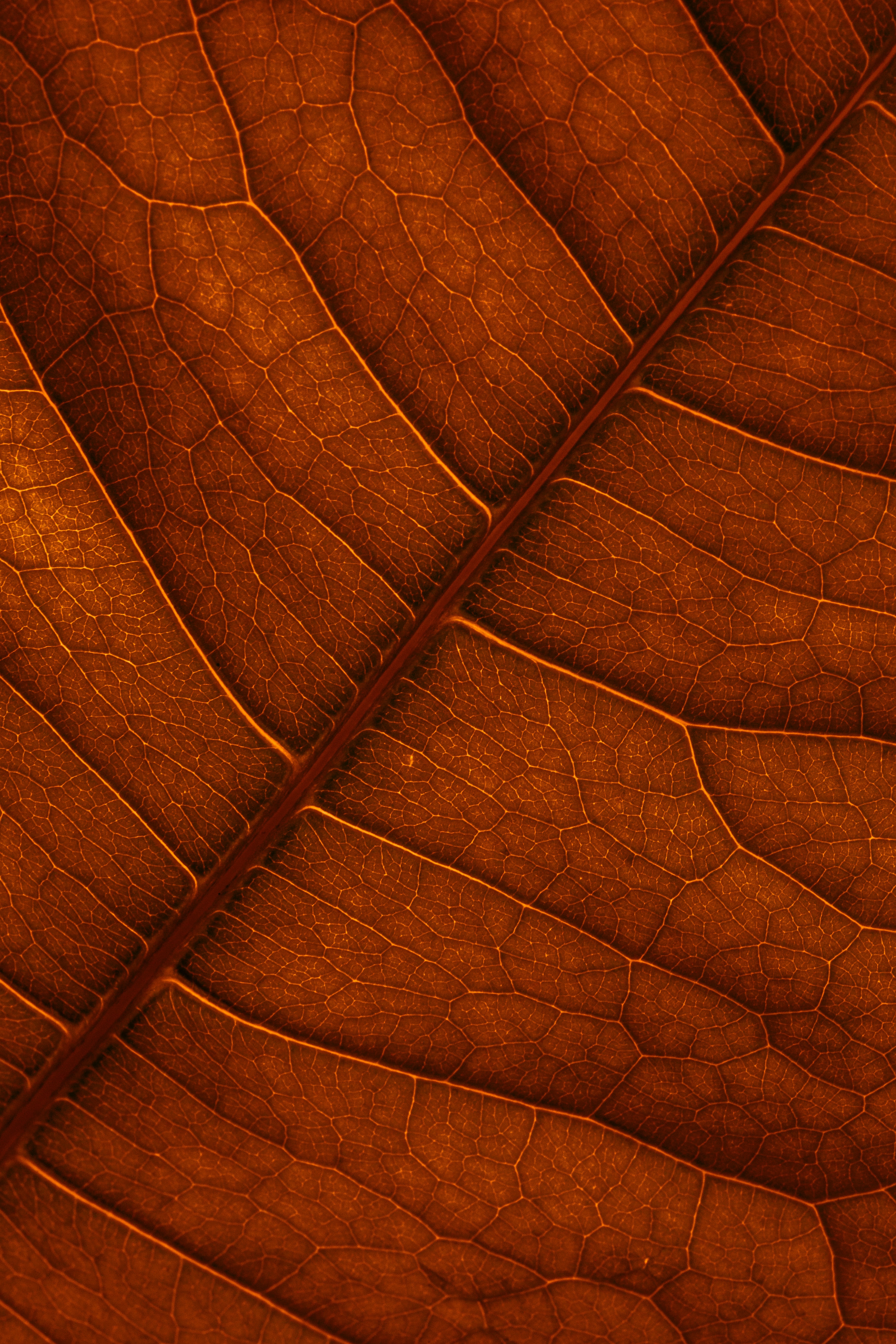 veins, macro, structure, brown, leaflet cell phone wallpapers