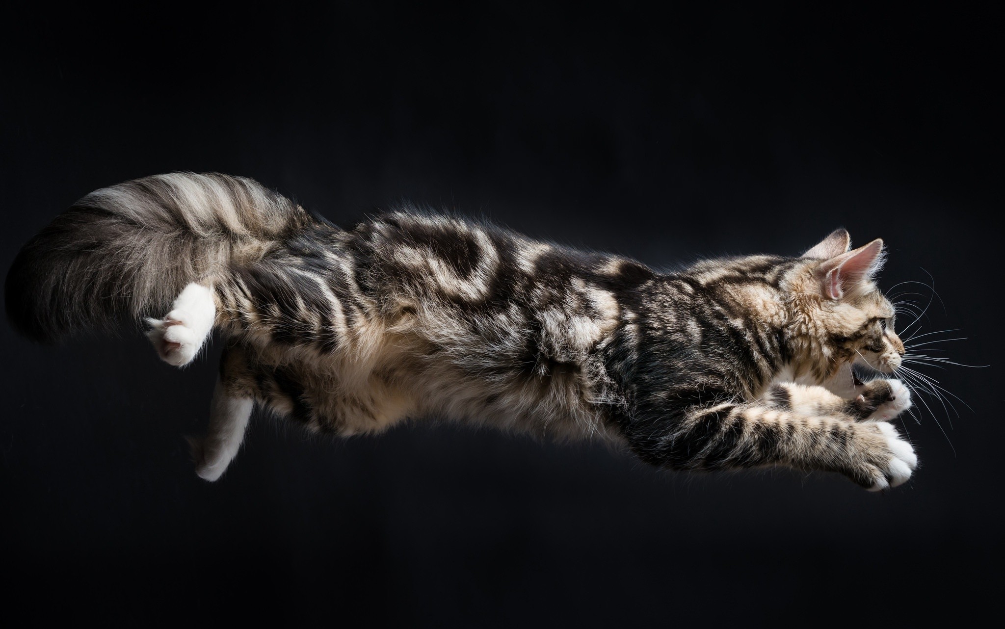 Download mobile wallpaper Cat, Animal, Jump for free.