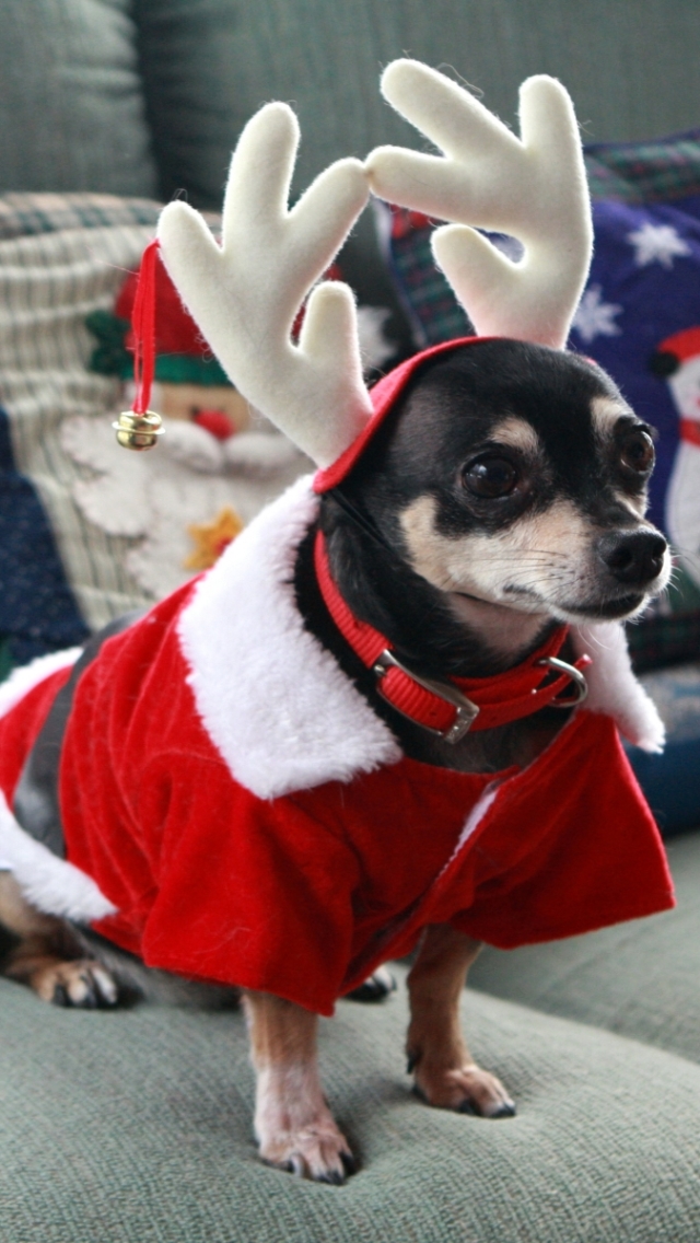 Скачать картинку Животные, Собаки, Собака, Рождество, Чихуахуа в телефон бесплатно.